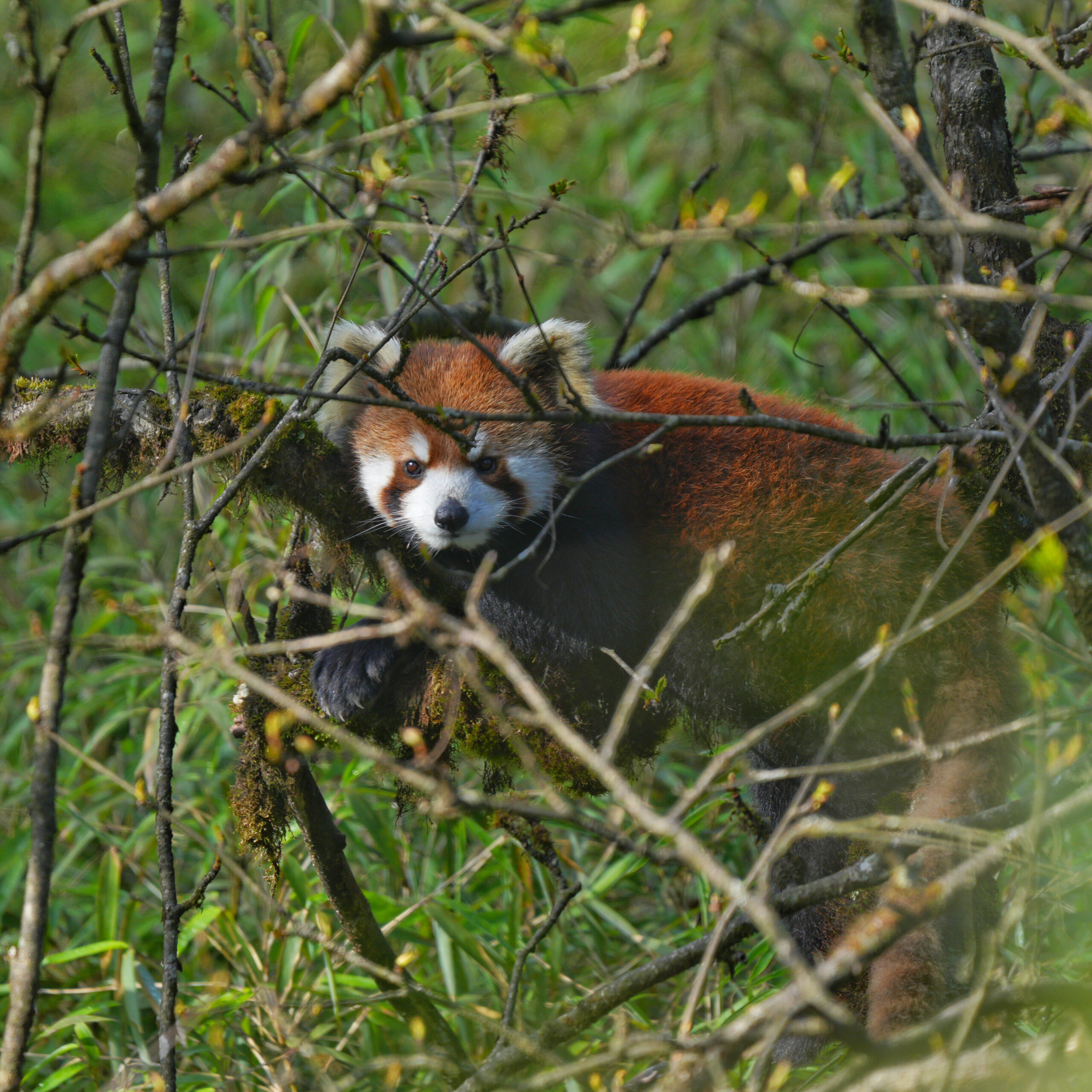 Red Panda