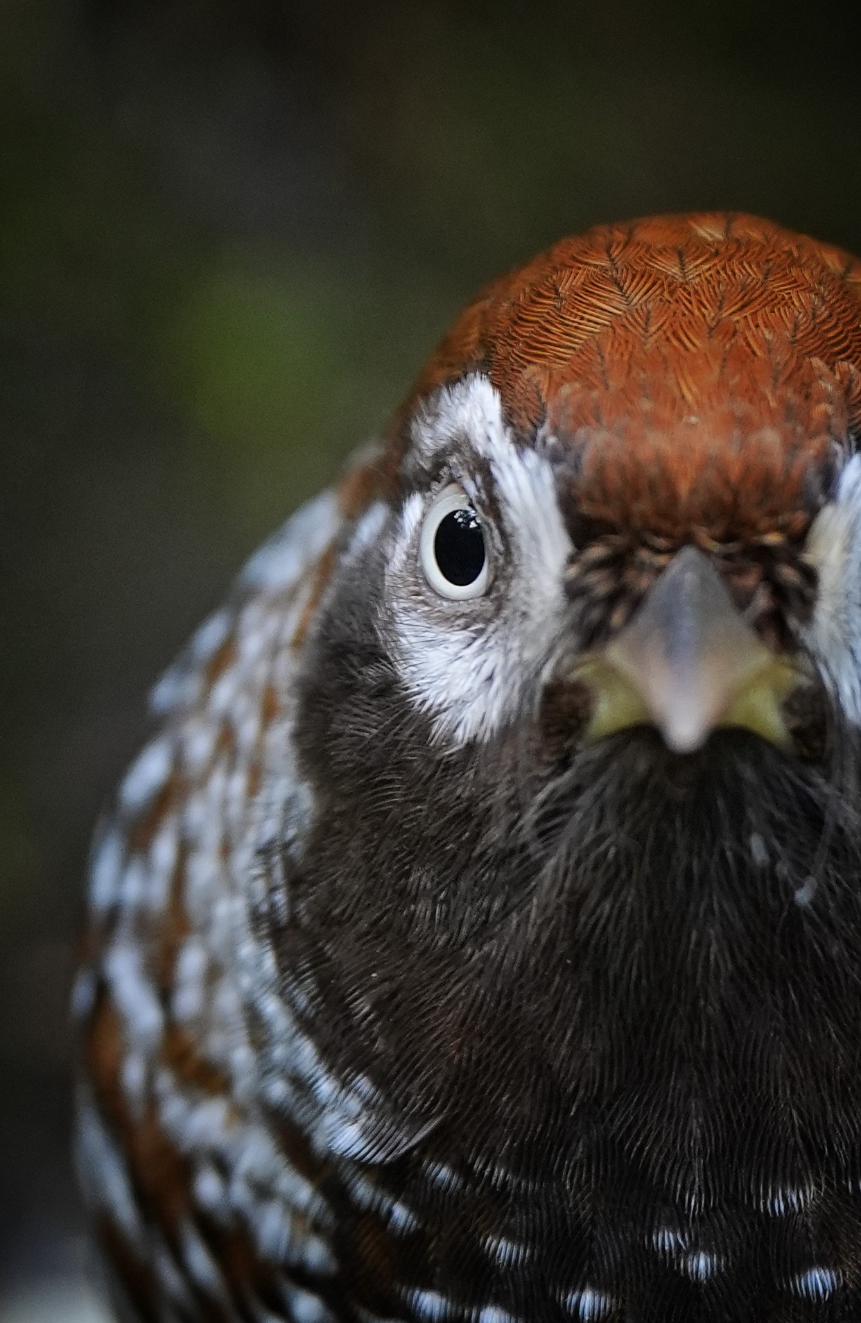 White-speckled Laughingthrush in China