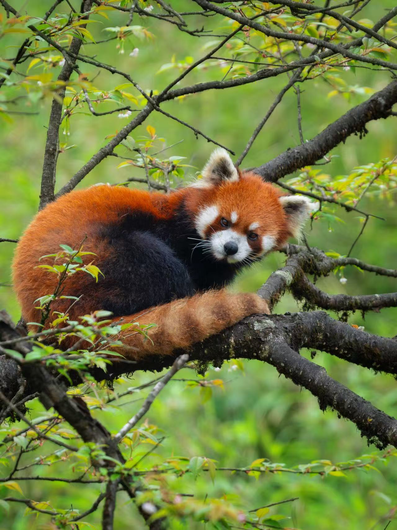Red Panda in Sichuan China