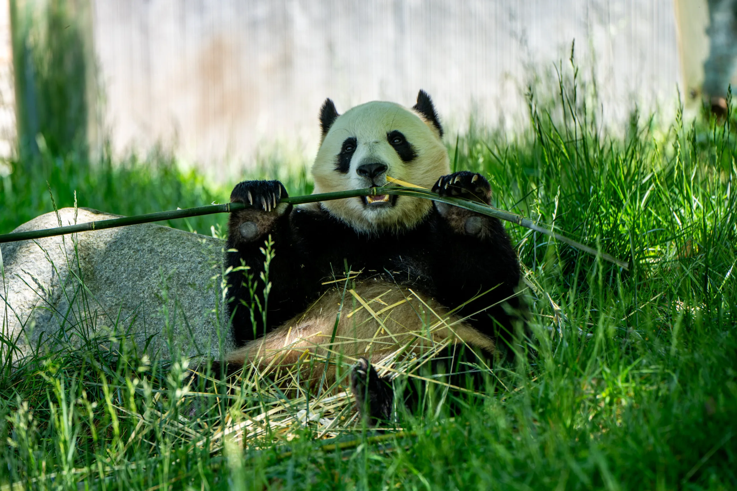 Wolong panda