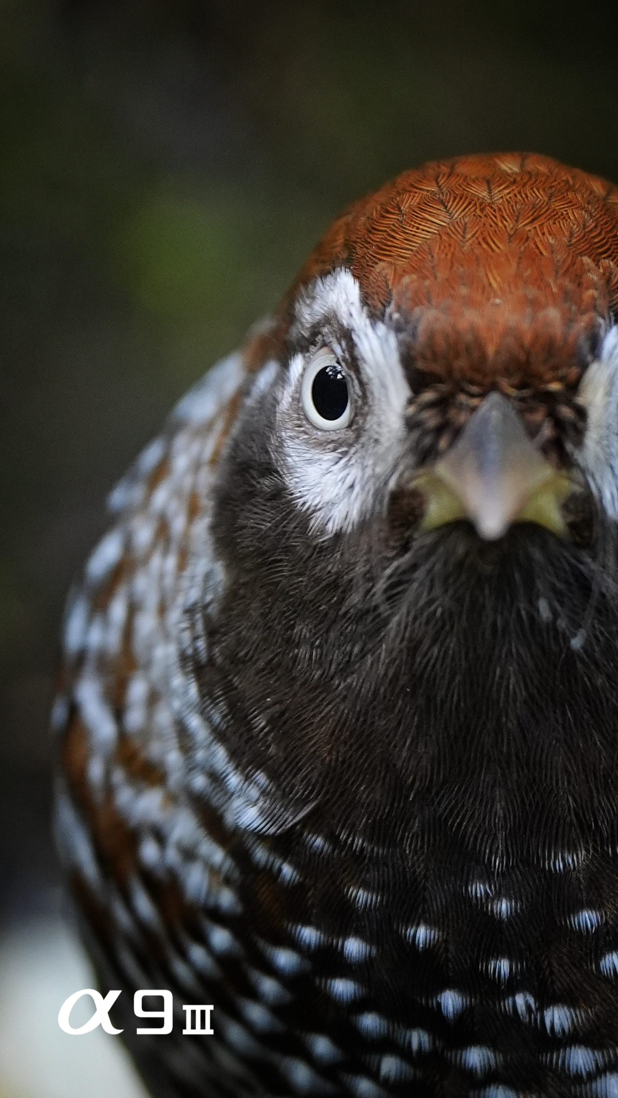 White-speckled Laughingthrush