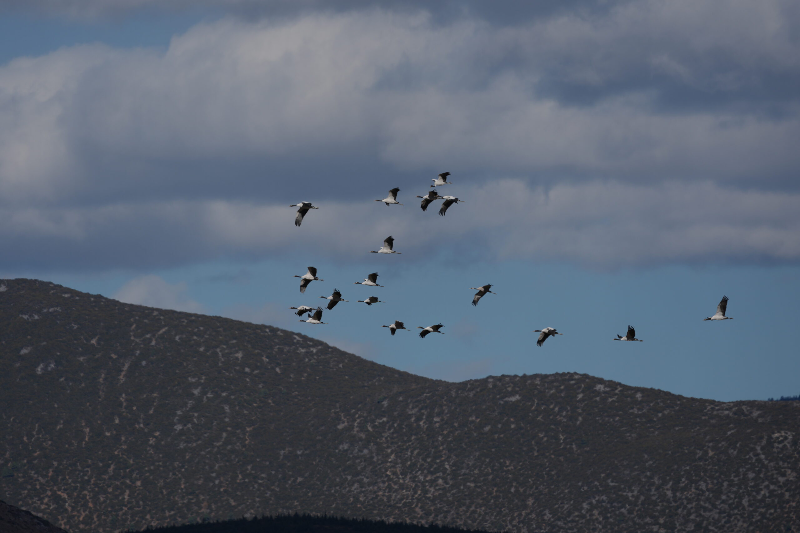 Black-necked Crane in Yunnan