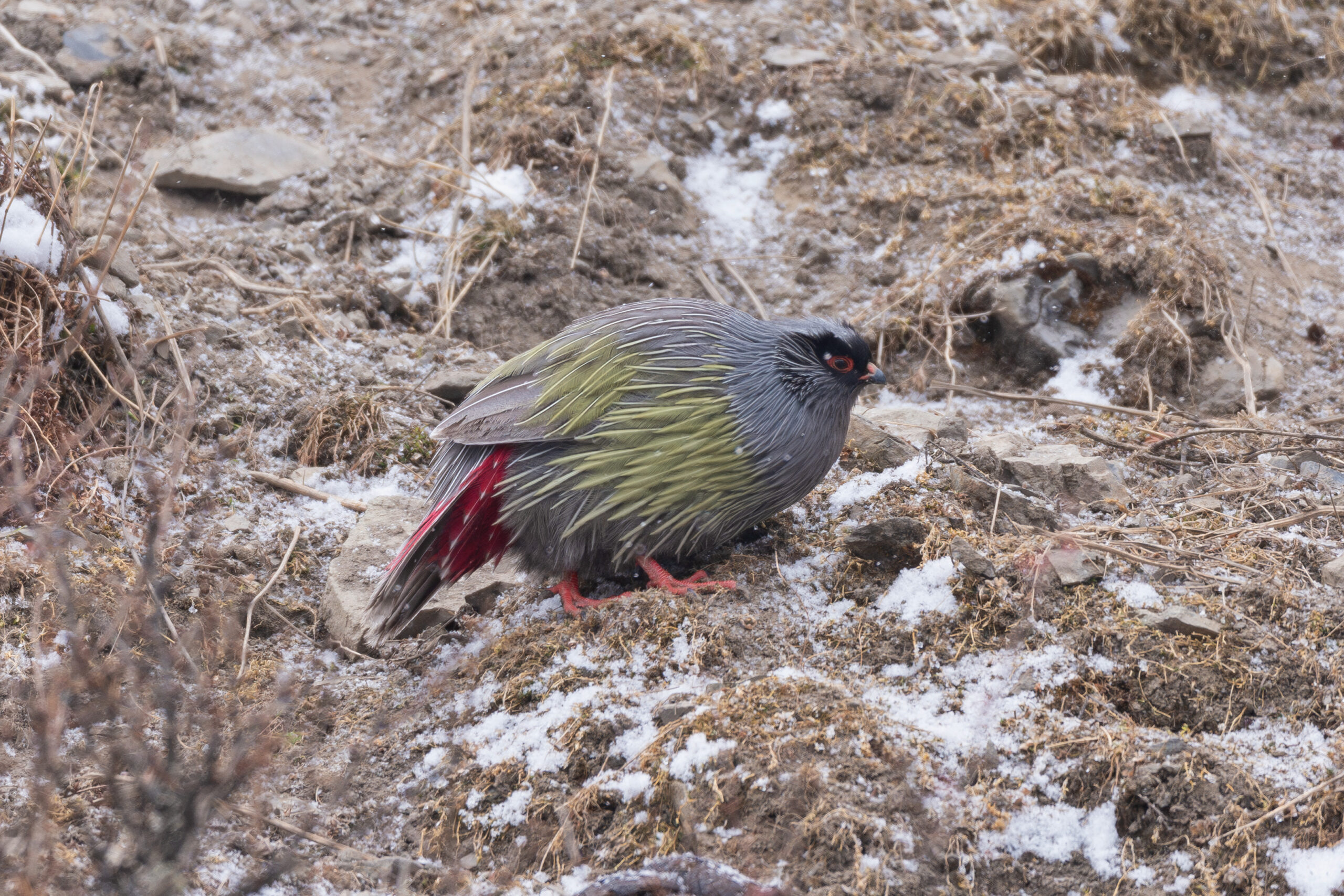 Blood Pheasant