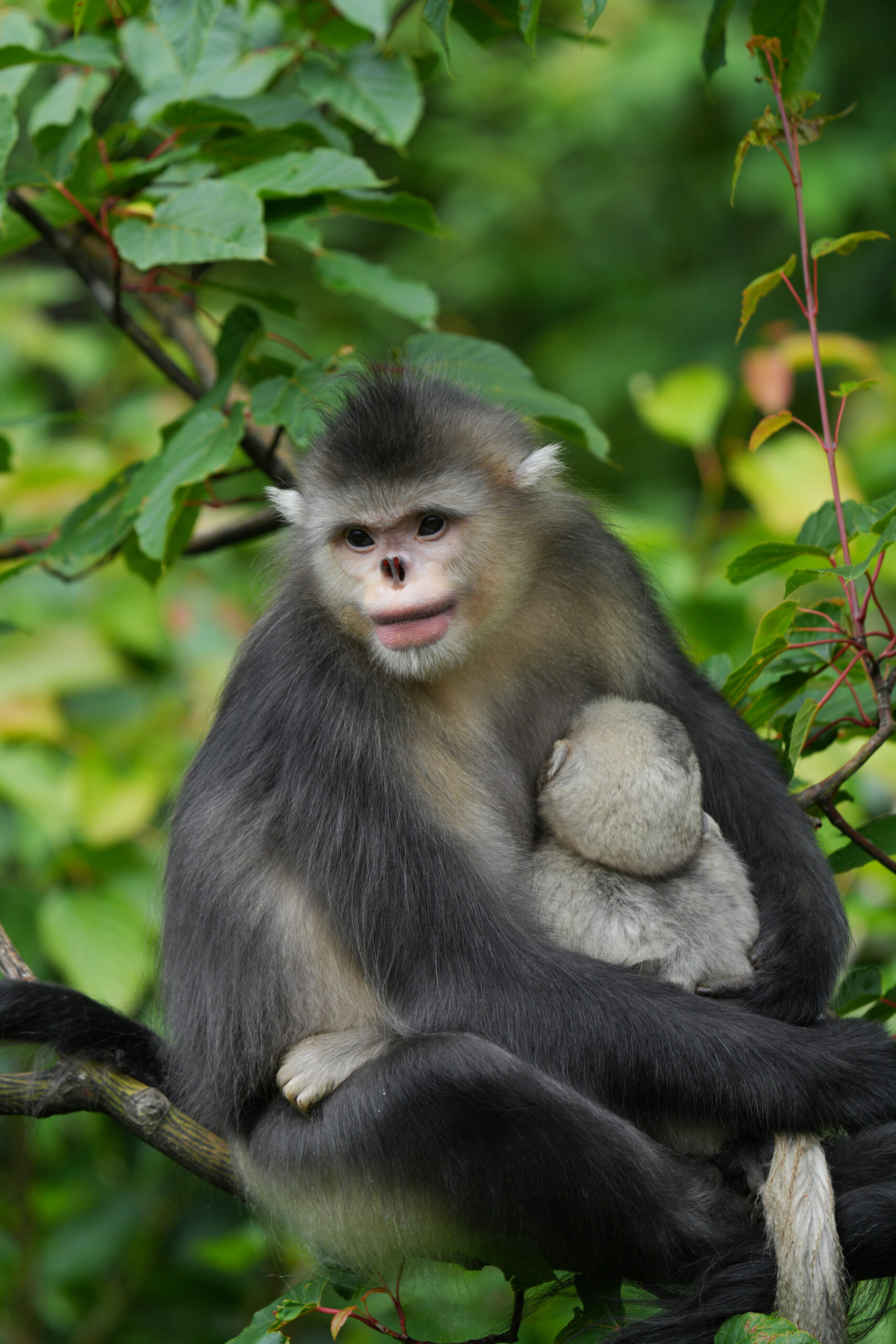 Yunnan Snub-nosed Monkey