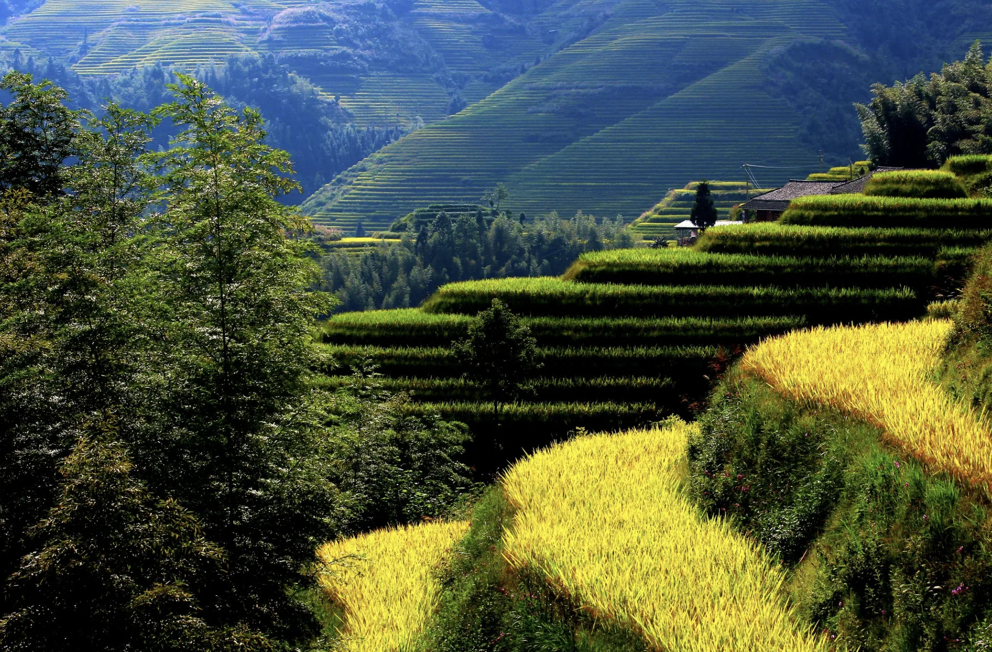 Longji Rice Terraces