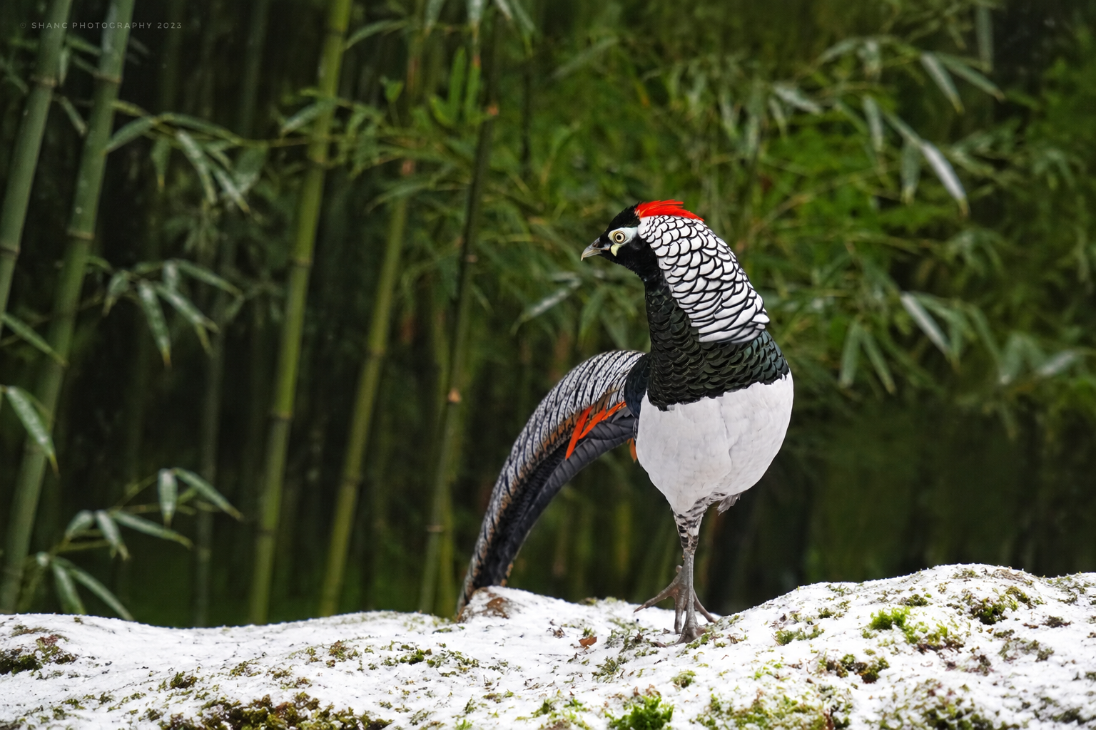 Lady Amherst's Pheasant