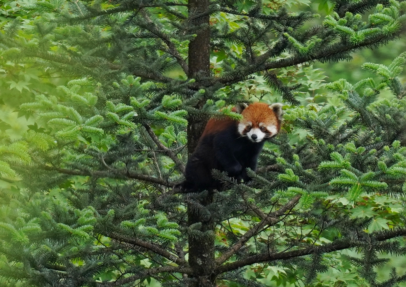 Red Panda