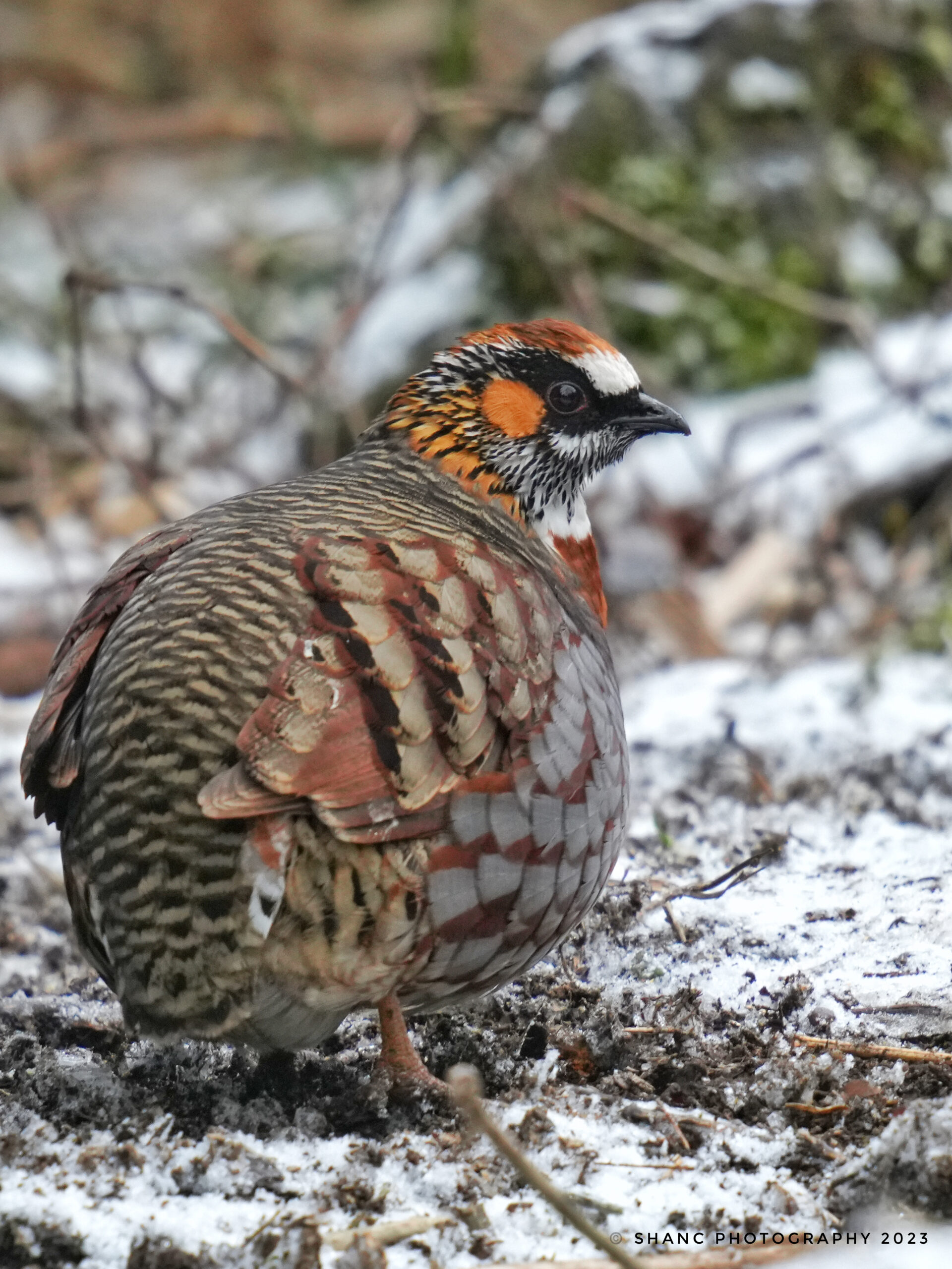 Sichuan Partridge