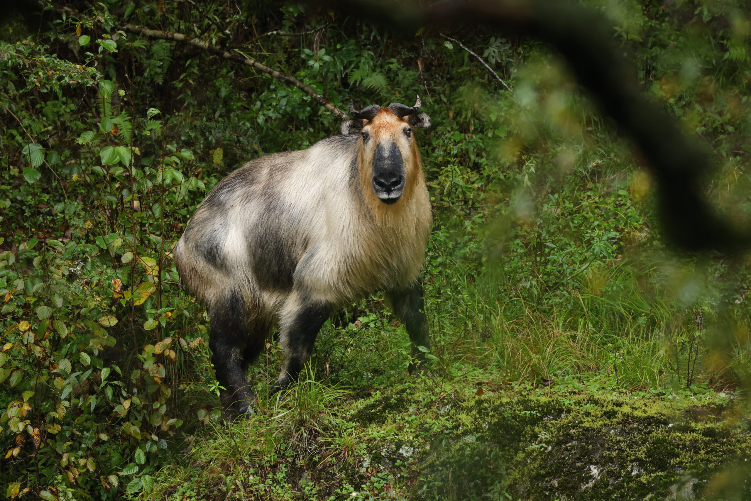 Sichuan Takin