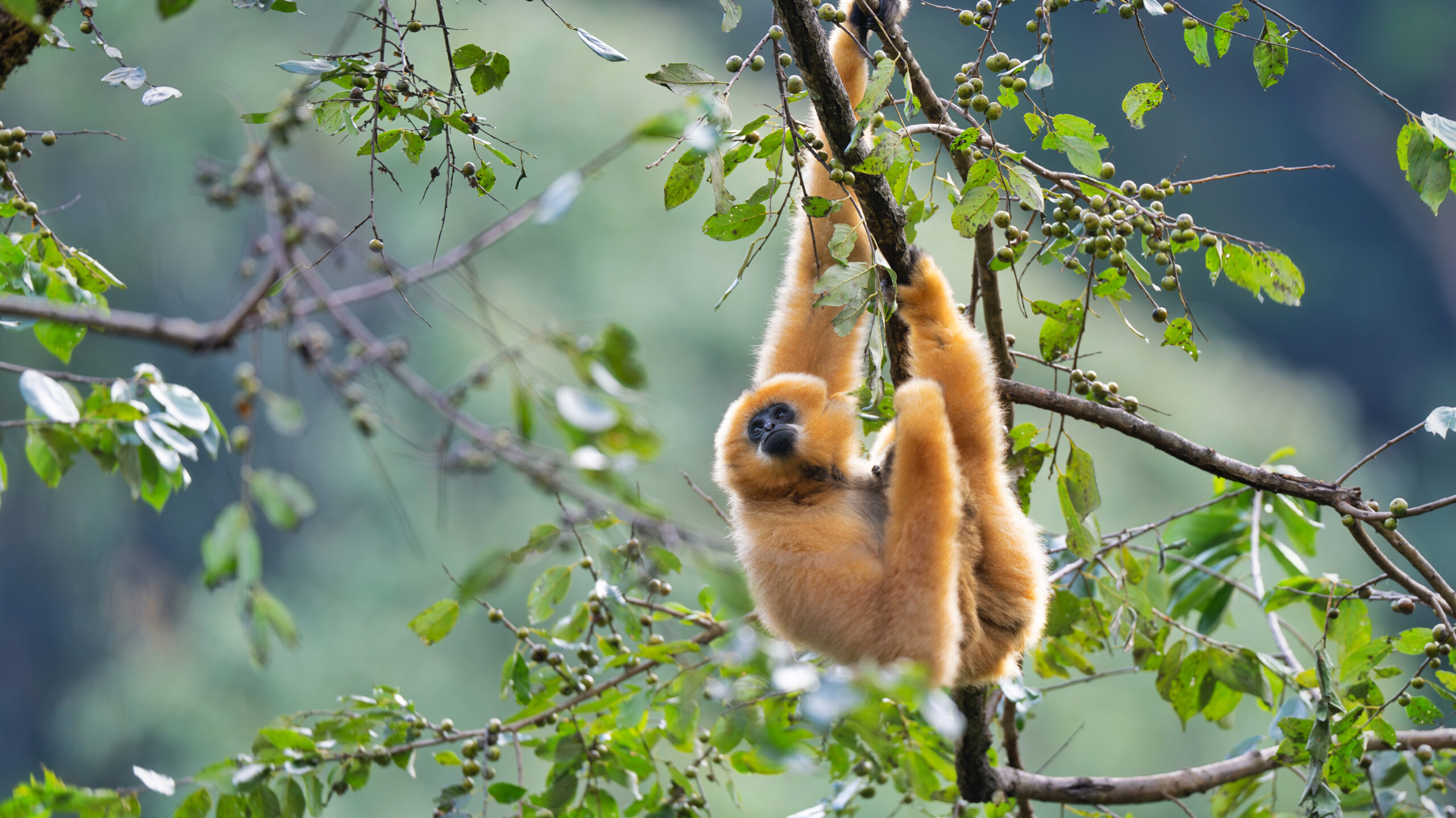 Western Black Crested Gibbon (Female)