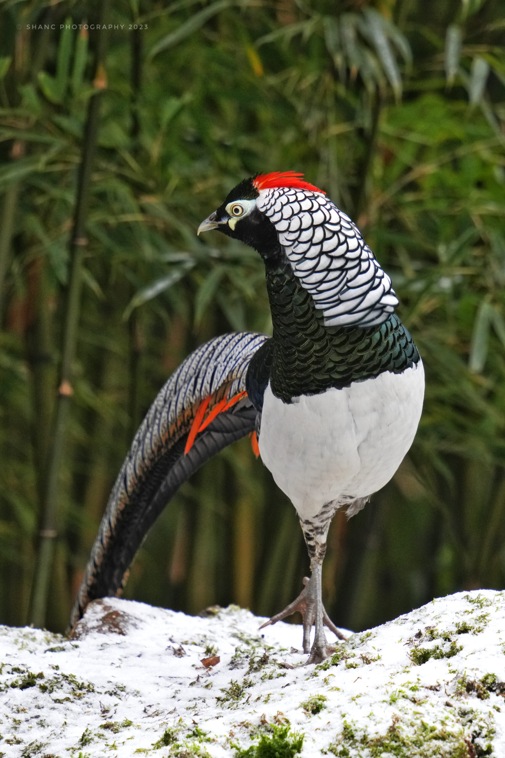 Lady Amherst's Pheasant