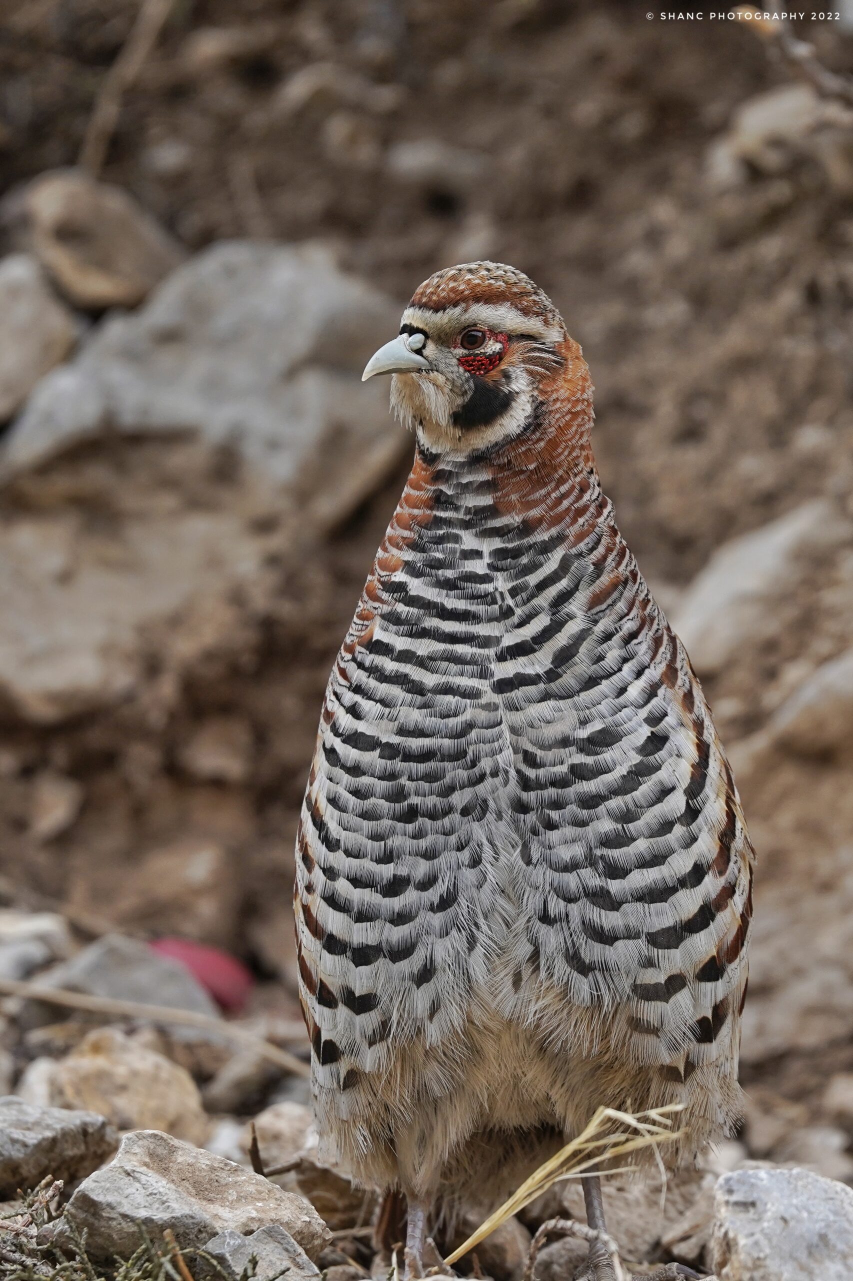 Tibetan Partridge