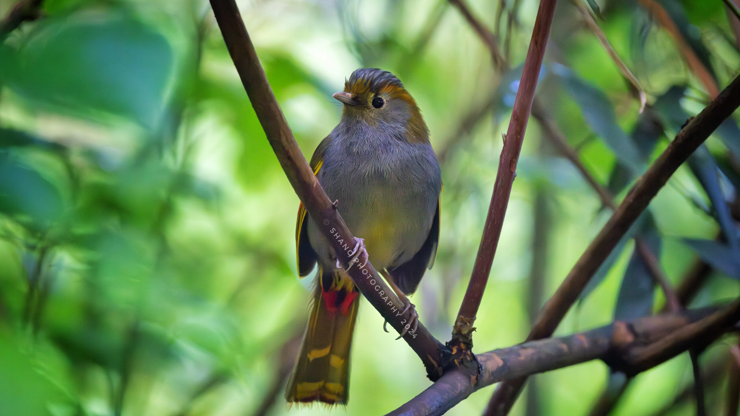 Emei Shan Liocichla in Sichuan China