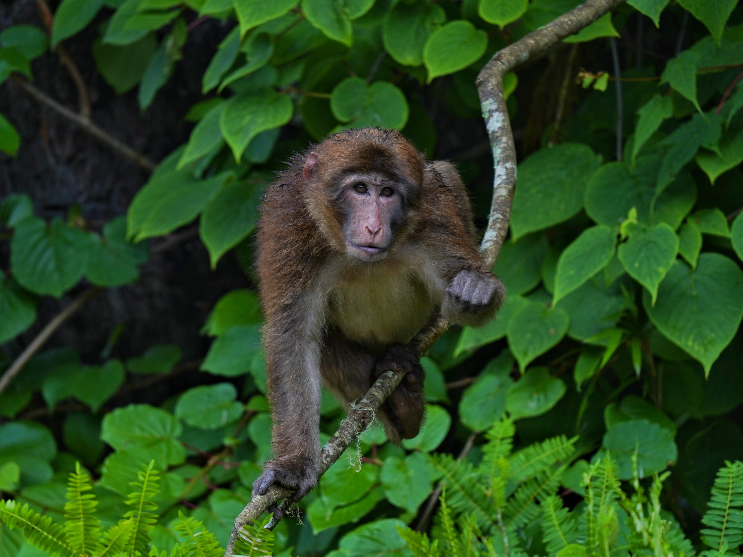 Macaca thibetana in China