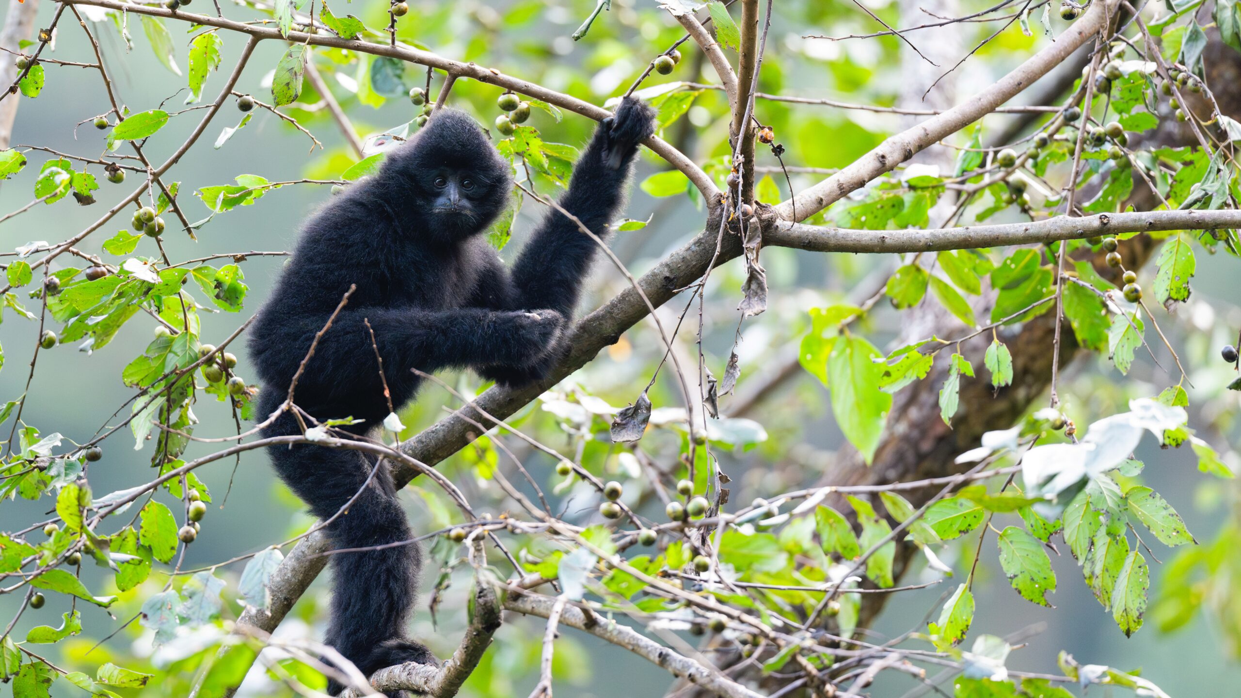 Western Black-crested Gibbon