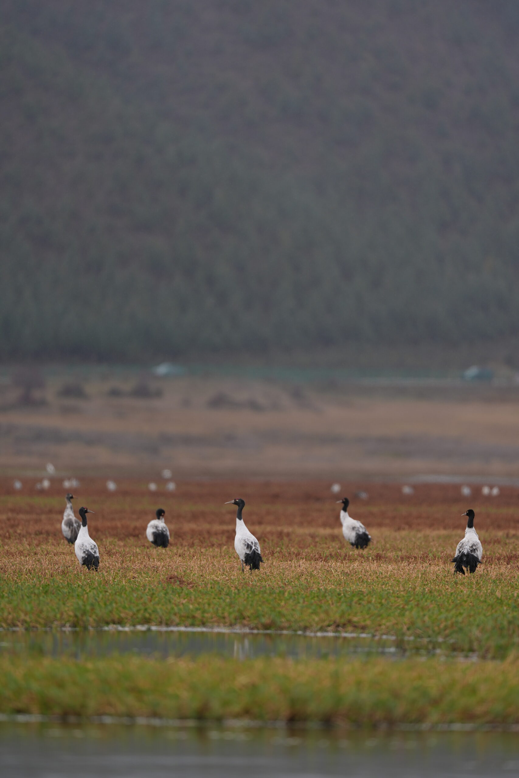 Black-necked Crane