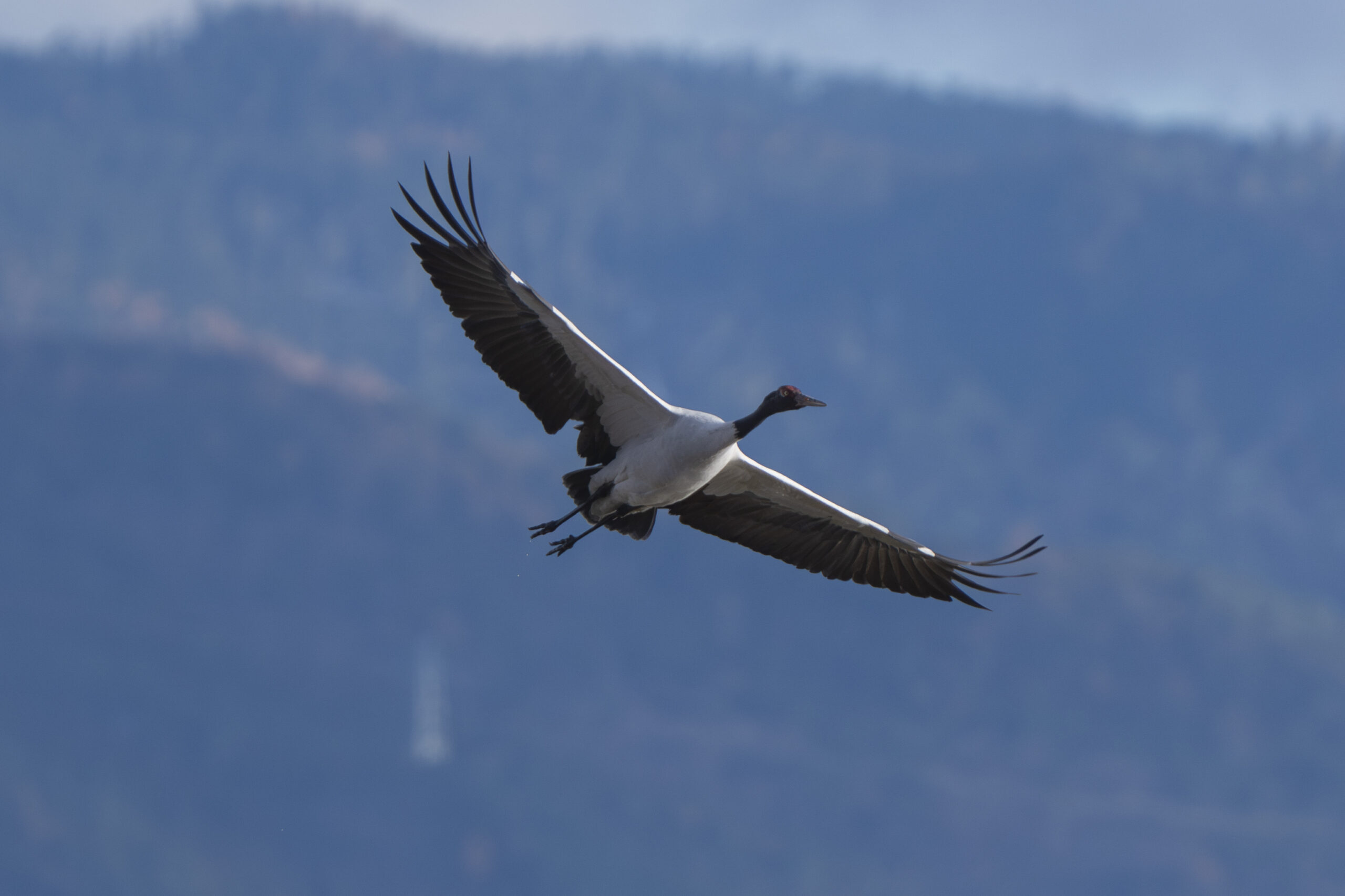 Black-necked Crane