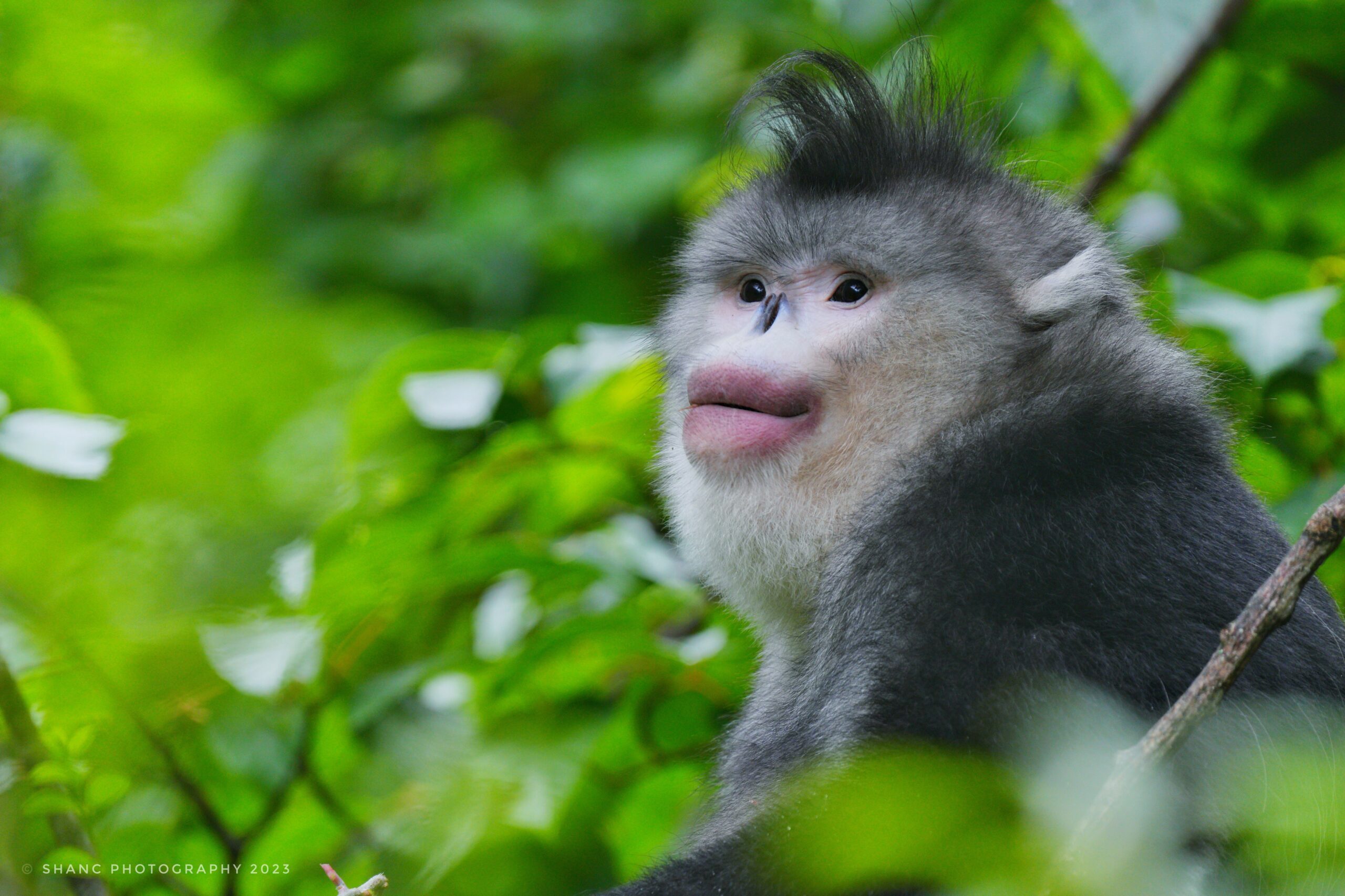 Yunnan Snub-nosed Monkey
