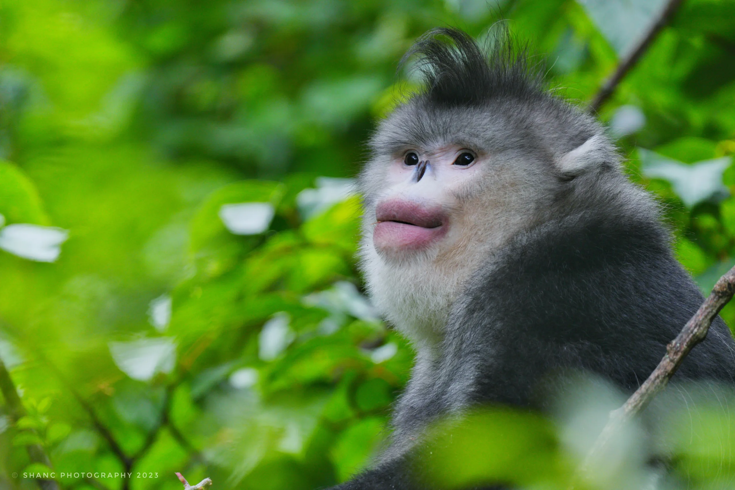 Southwest China Endemic Birds and Endangered Primates (13 days) Yunnan Snub-nosed Monkey