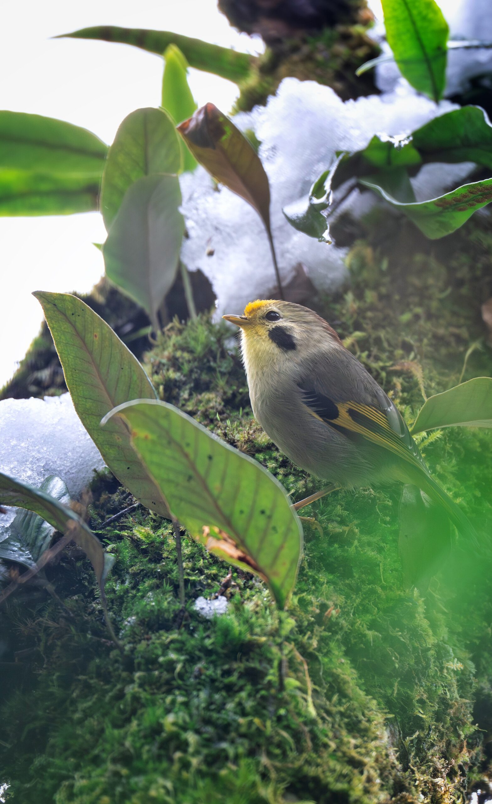 Golden-fronted Fulvetta in sichuan china