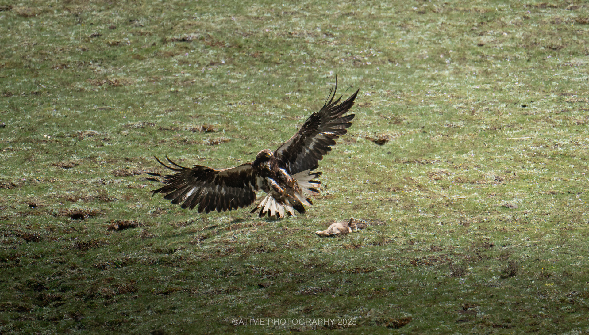 Dulan Wildlife Tour Report: Pallas’s Cats, Eurasian Lynx and Snow Leopards in Qinghai, China golden_eagle