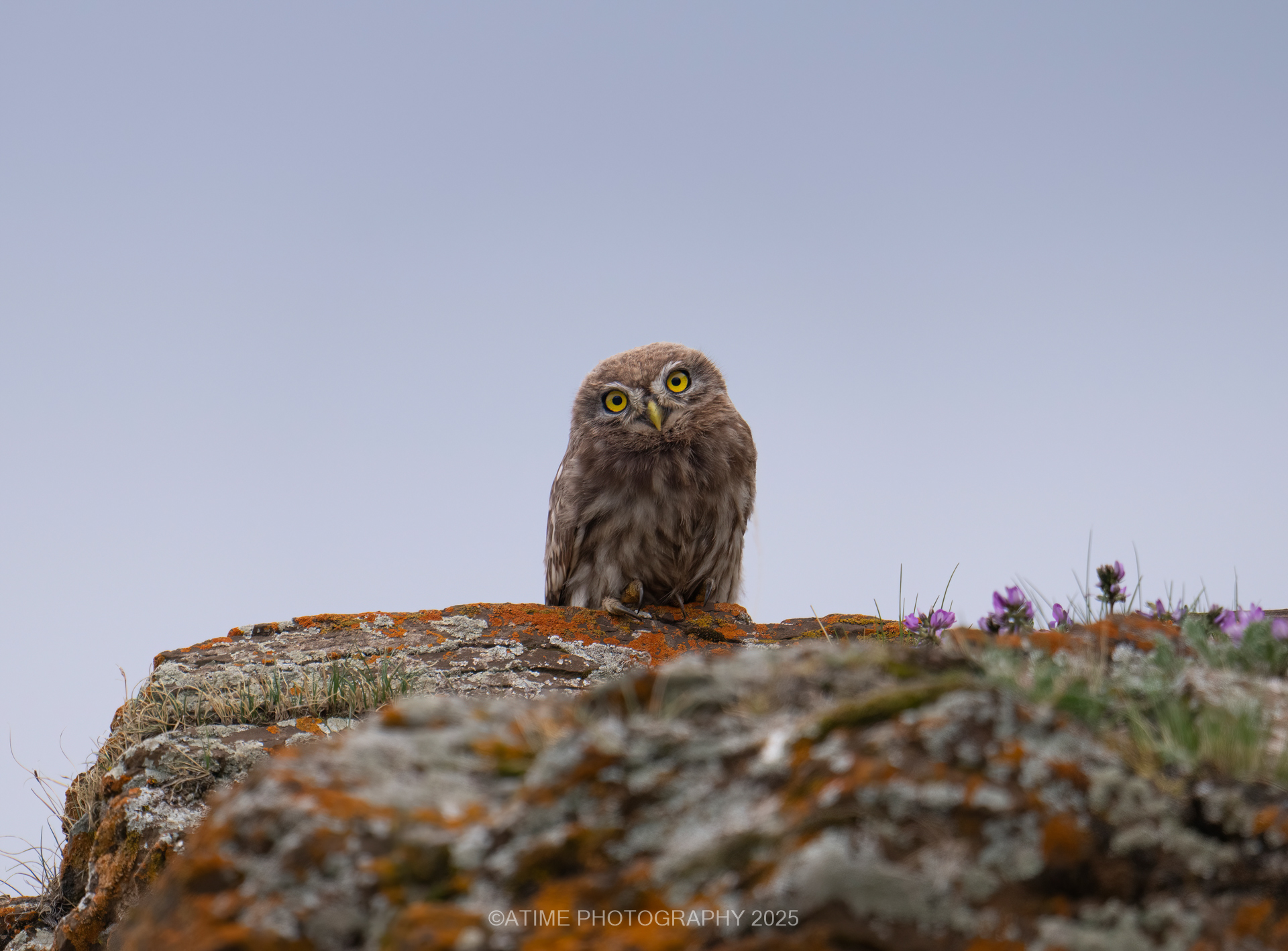 Dulan Wildlife Tour Report: Pallas’s Cats, Eurasian Lynx and Snow Leopards in Qinghai, China little_owl_dulan