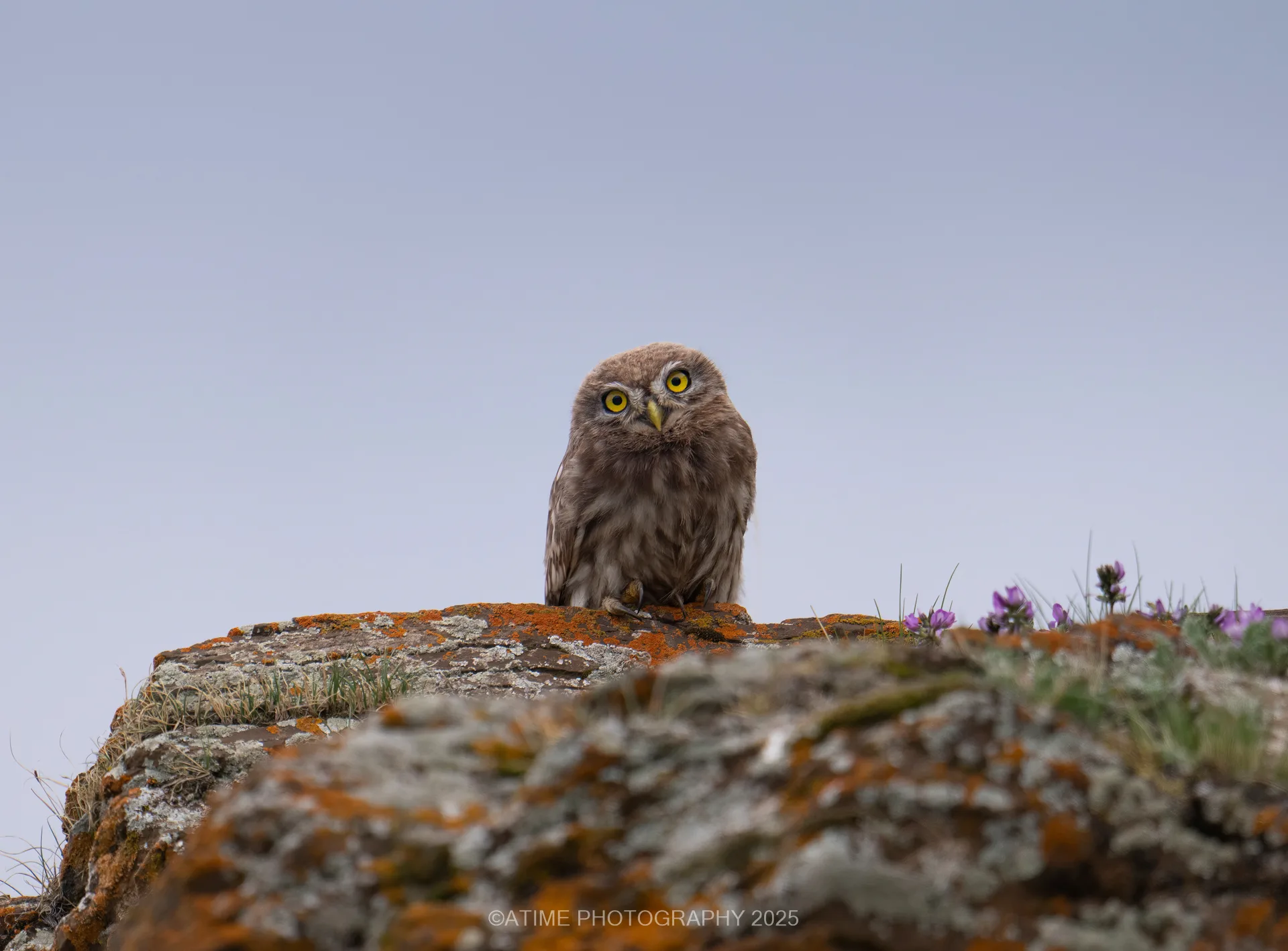 Dulan Wildlife Tour Report: Pallas’s Cats, Eurasian Lynx and Snow Leopards in Qinghai, China little_owl_dulan
