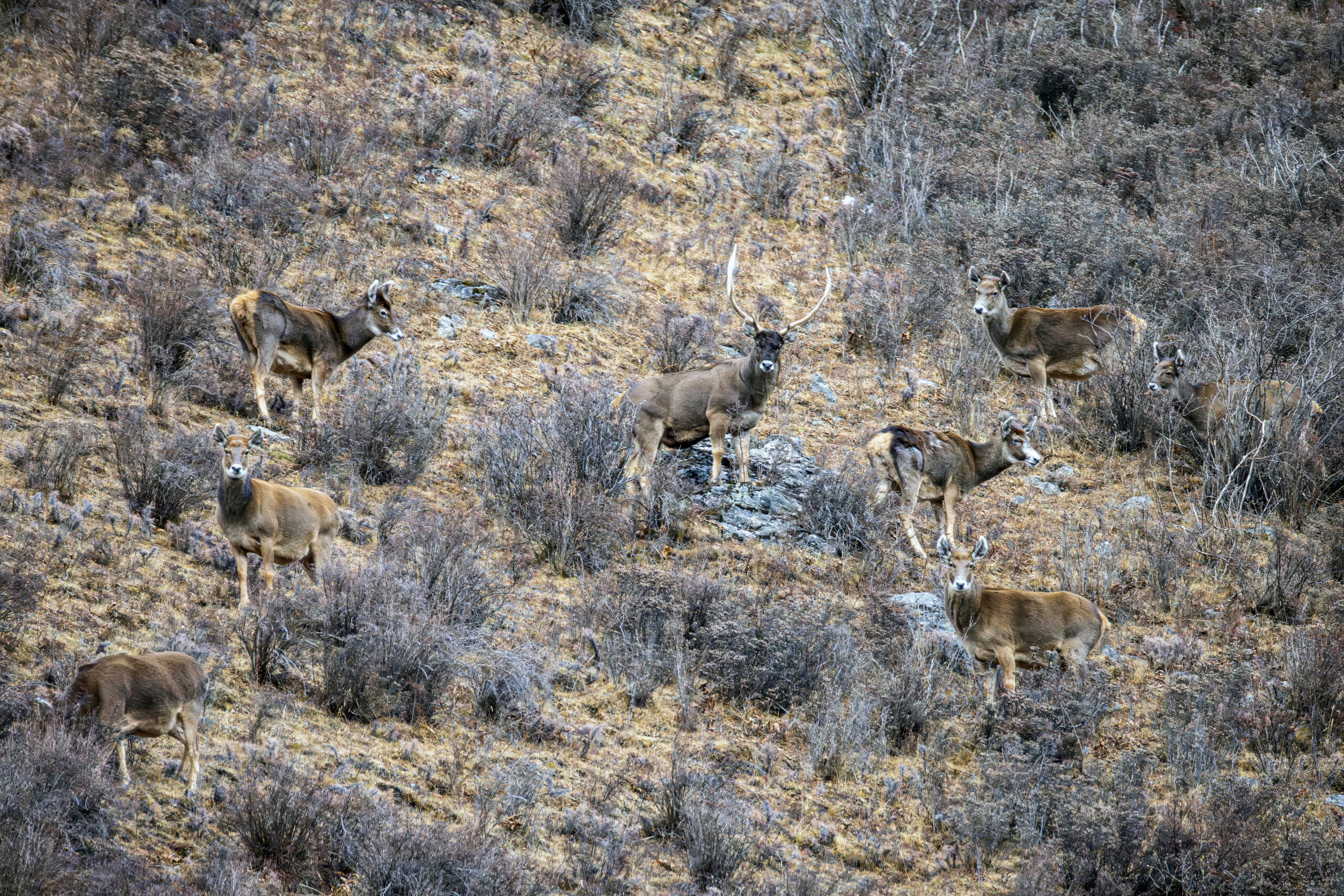 What Do Snow Leopards Eat? An Educational Guide white-lipped_deer