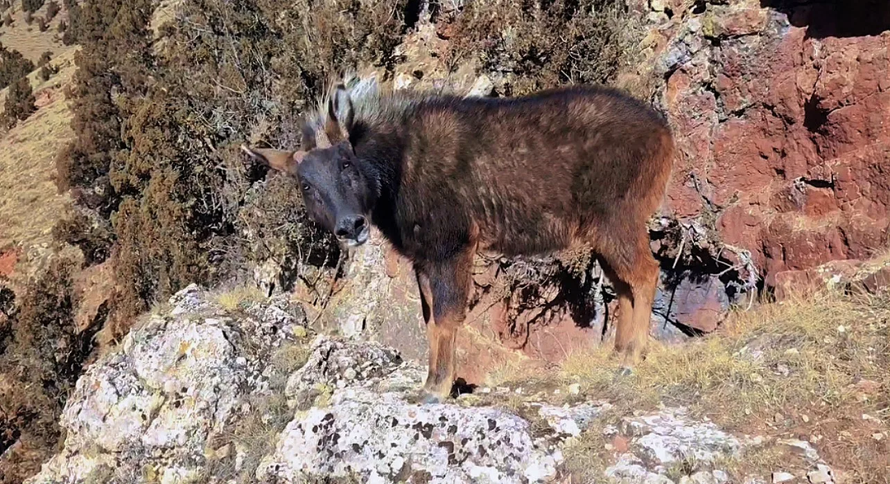 China Qinghai Xialaxiu Town Snow Leopard Sightings Report