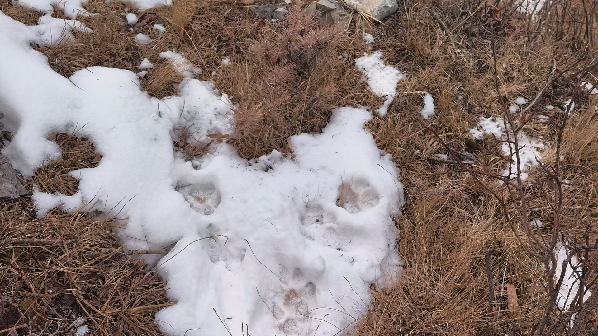 paw_prints_of_snow_leopard