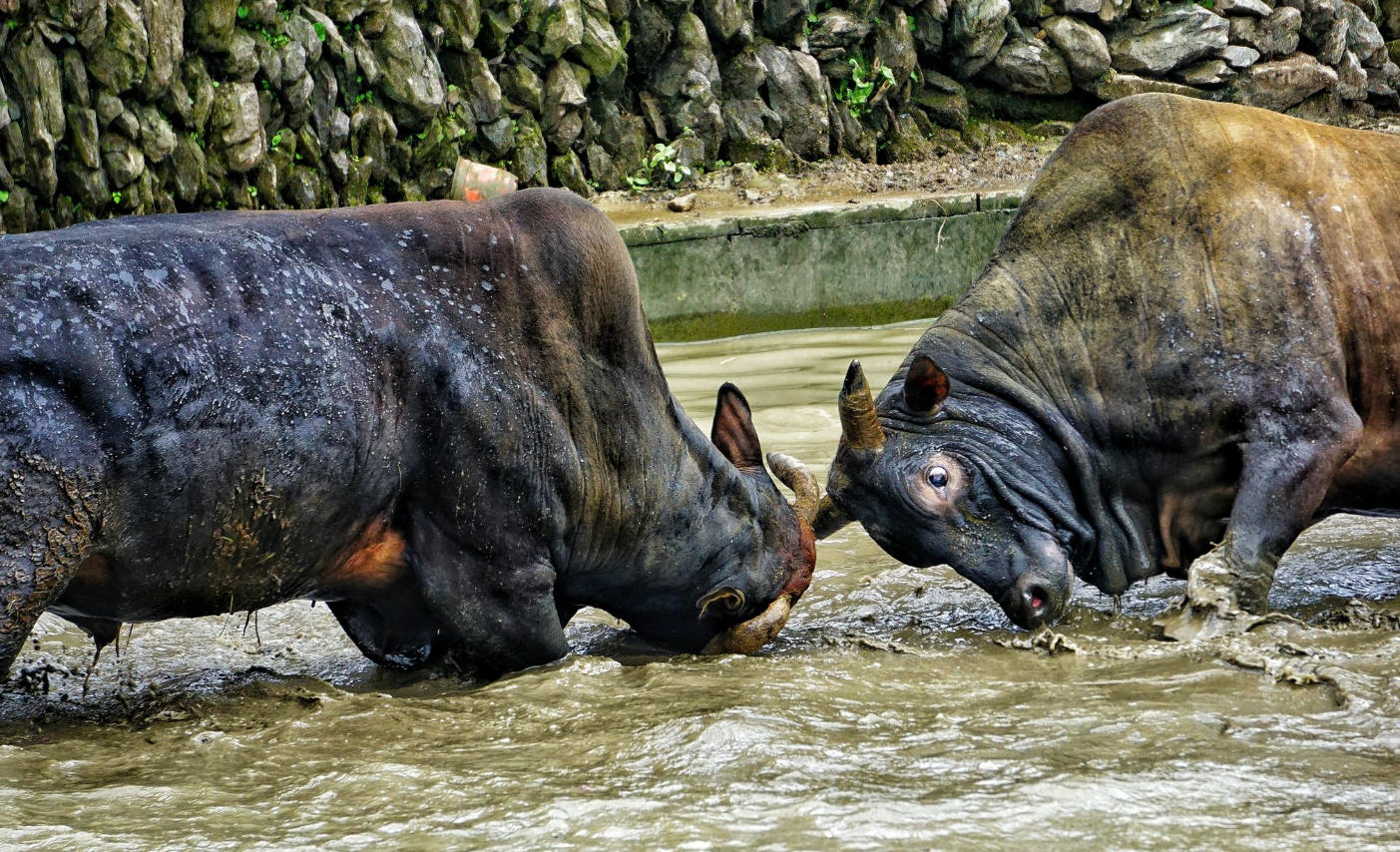 Dong Bullfighting Competition