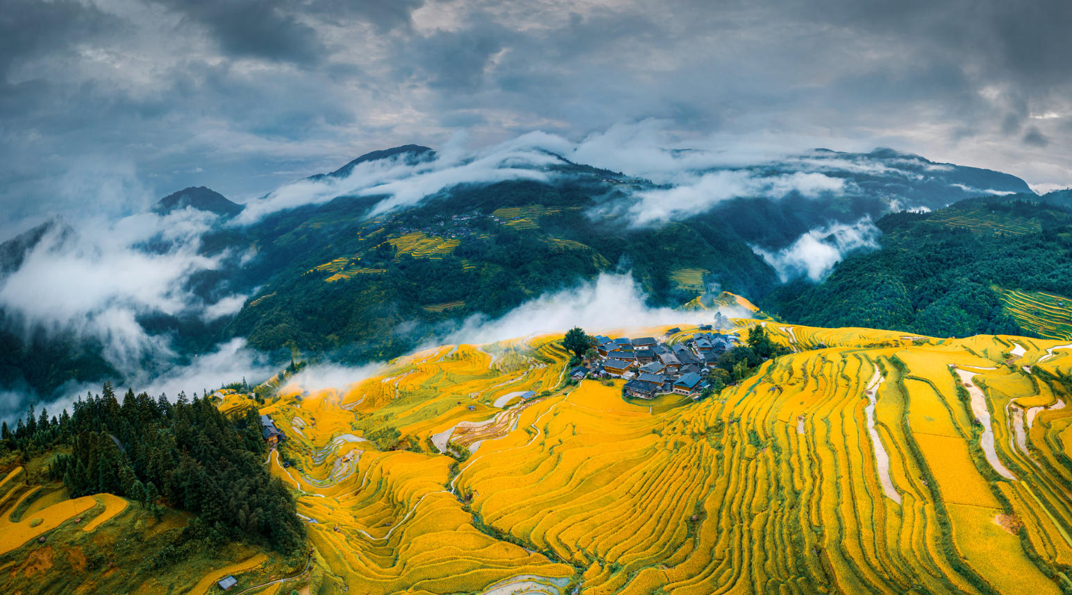 Golden autumn rice terraces at Dongpeng, layered across the hillside under soft daylight.