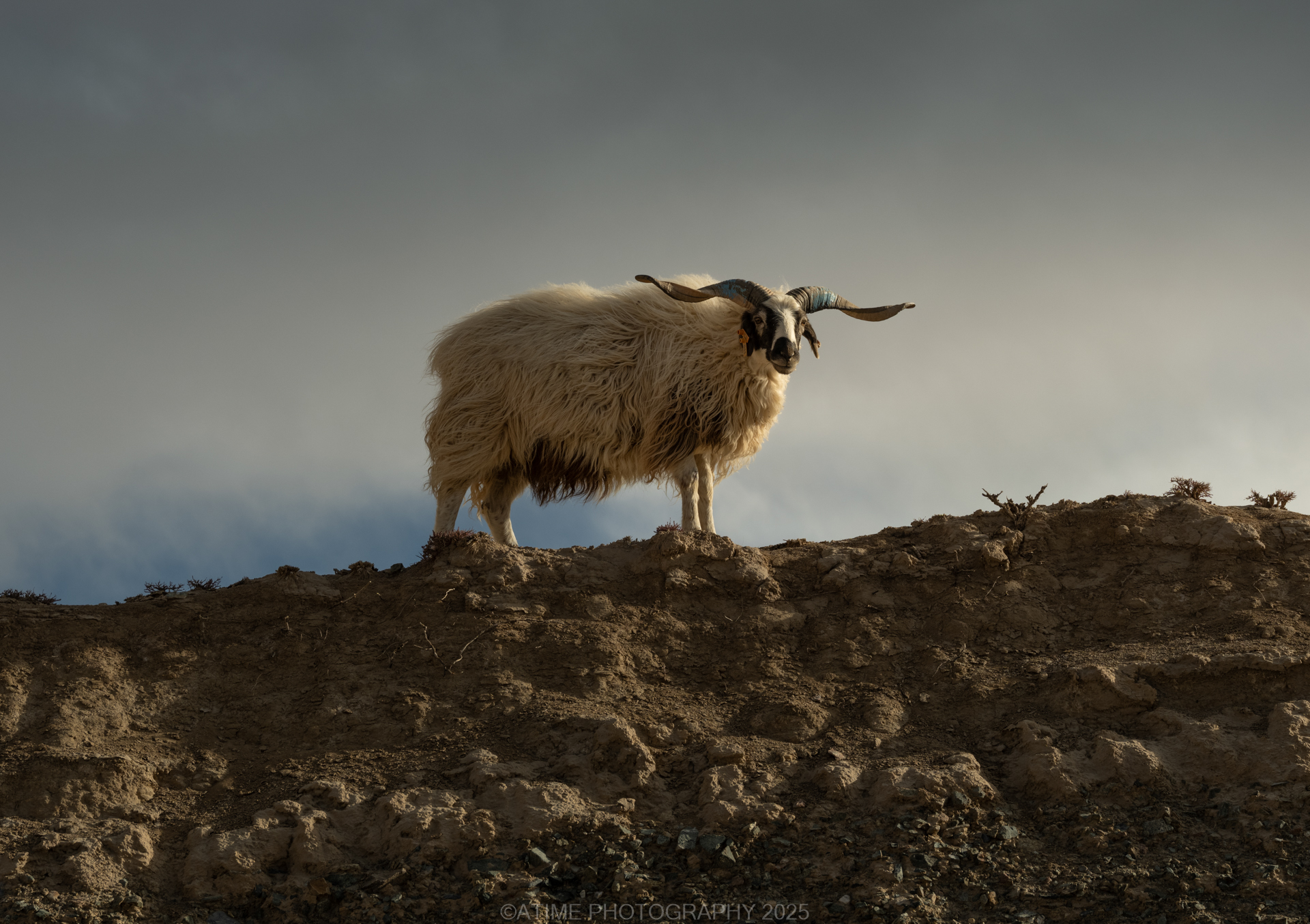 Dulan Wildlife Tour Report: Pallas’s Cats, Eurasian Lynx and Snow Leopards in Qinghai, China domestic_sheep_dulan
