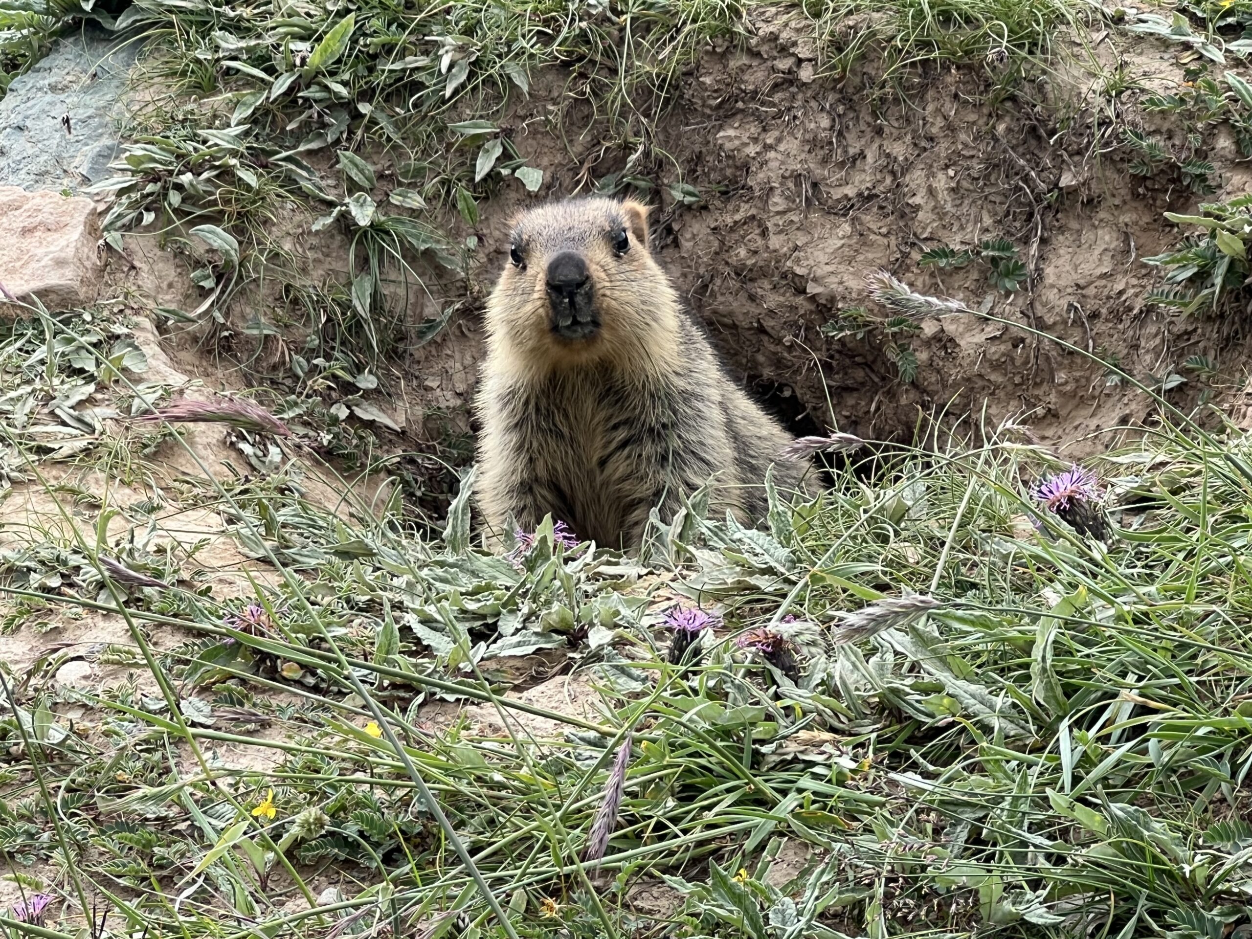 Himaliyan_marmot