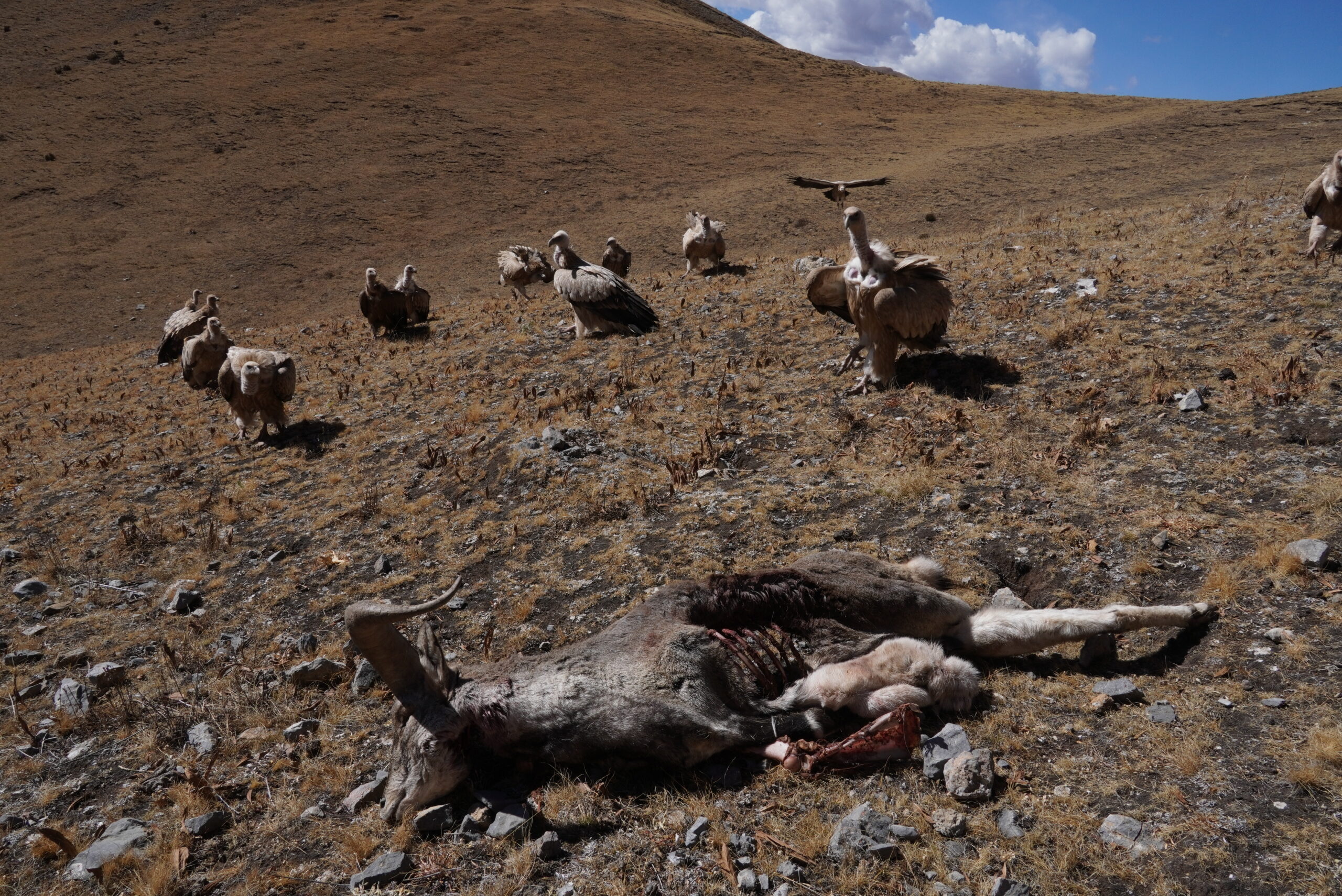 Himalayan_vulture_eating_dead_blue_sheep