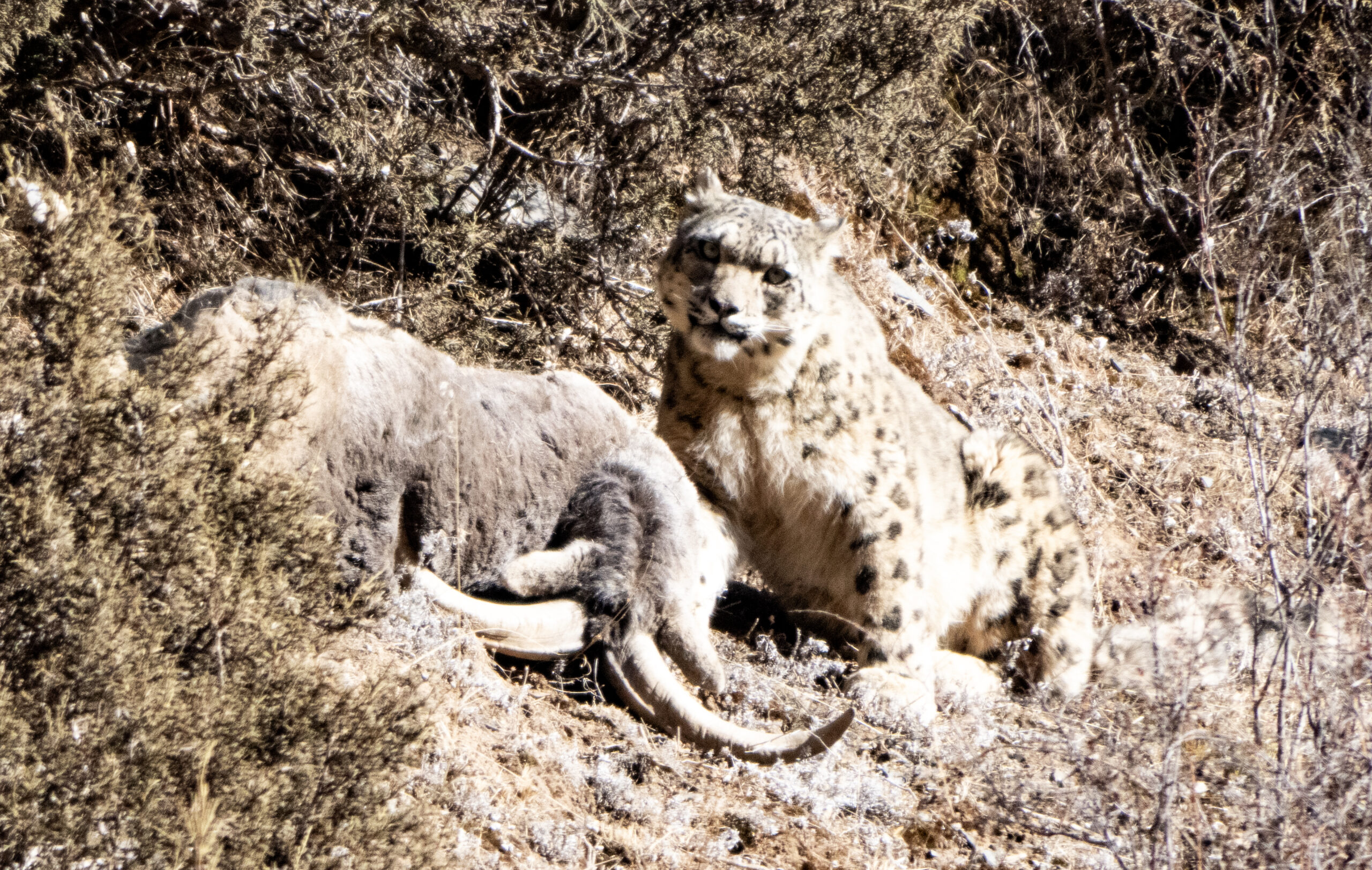 Snow Leopard on Tibetan Plateau
