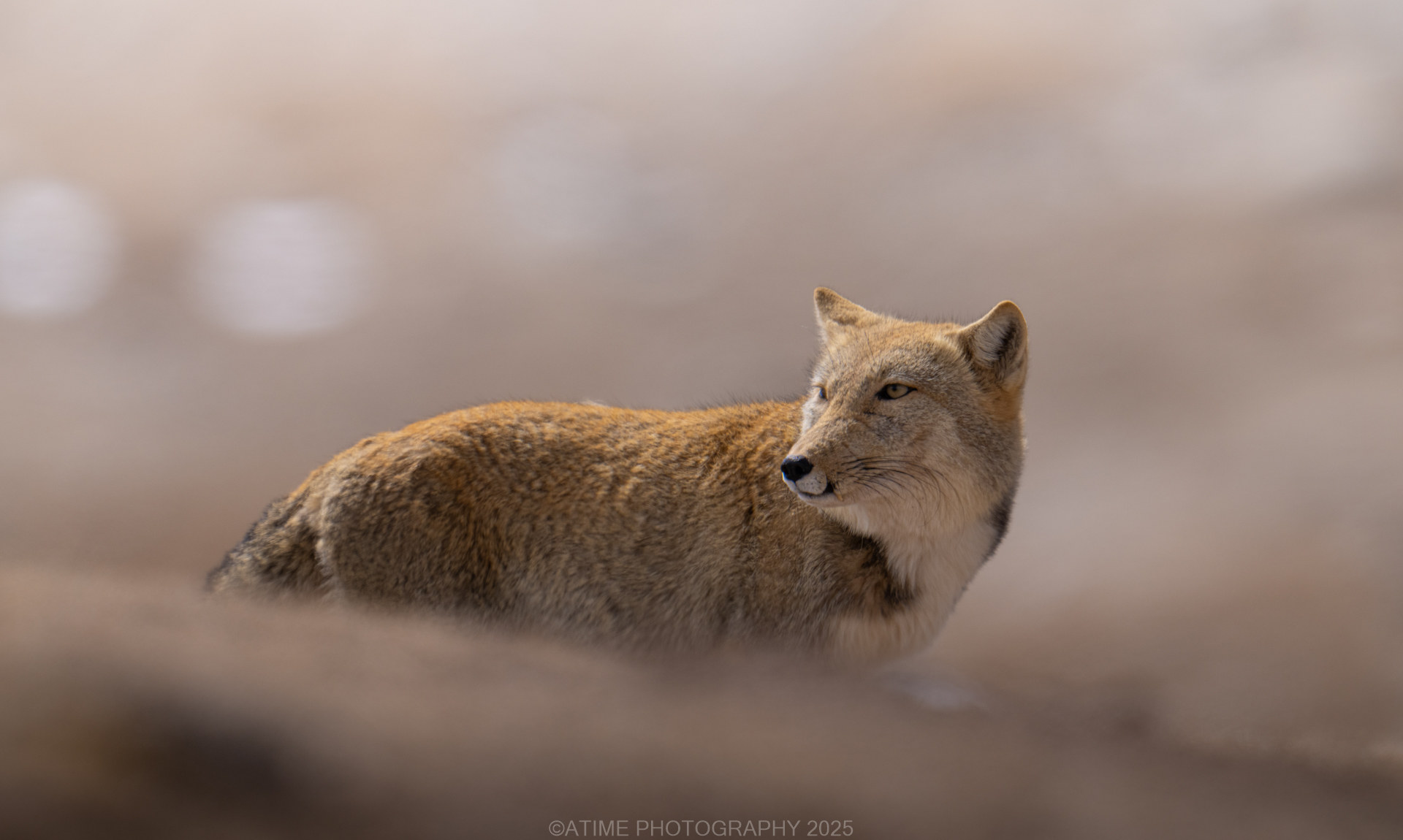 Snow Leopard Photography Field Guide: How To Photograph Snow Leopards In The Wild