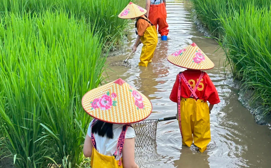 Catching Fish in the Rice Paddies
