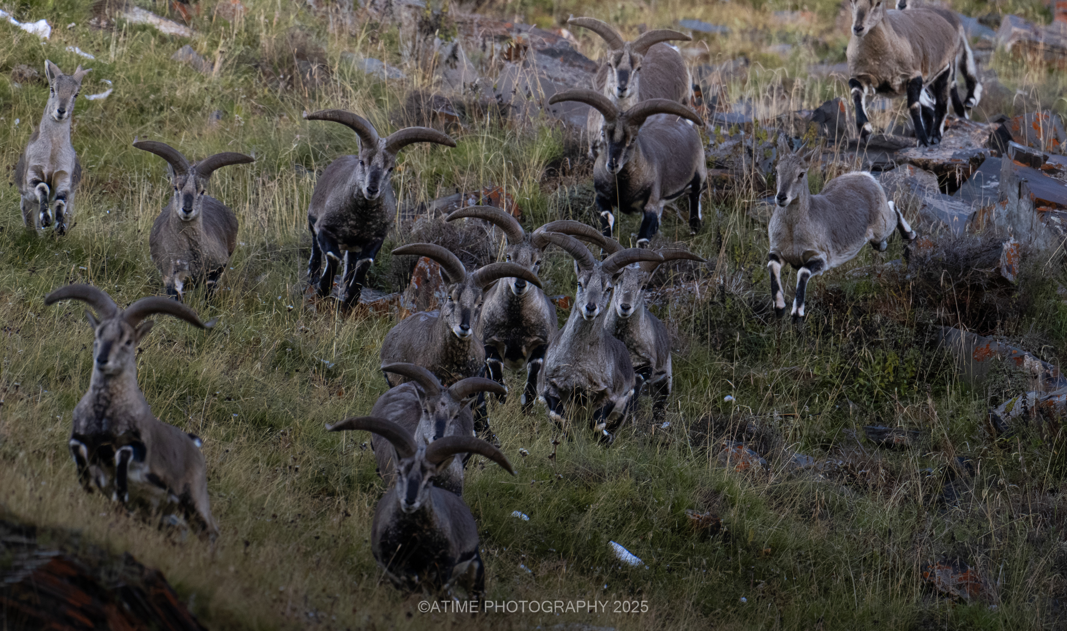 Dulan Wildlife Tour Report: Pallas’s Cats, Eurasian Lynx and Snow Leopards in Qinghai, China blue_sheep_dulan