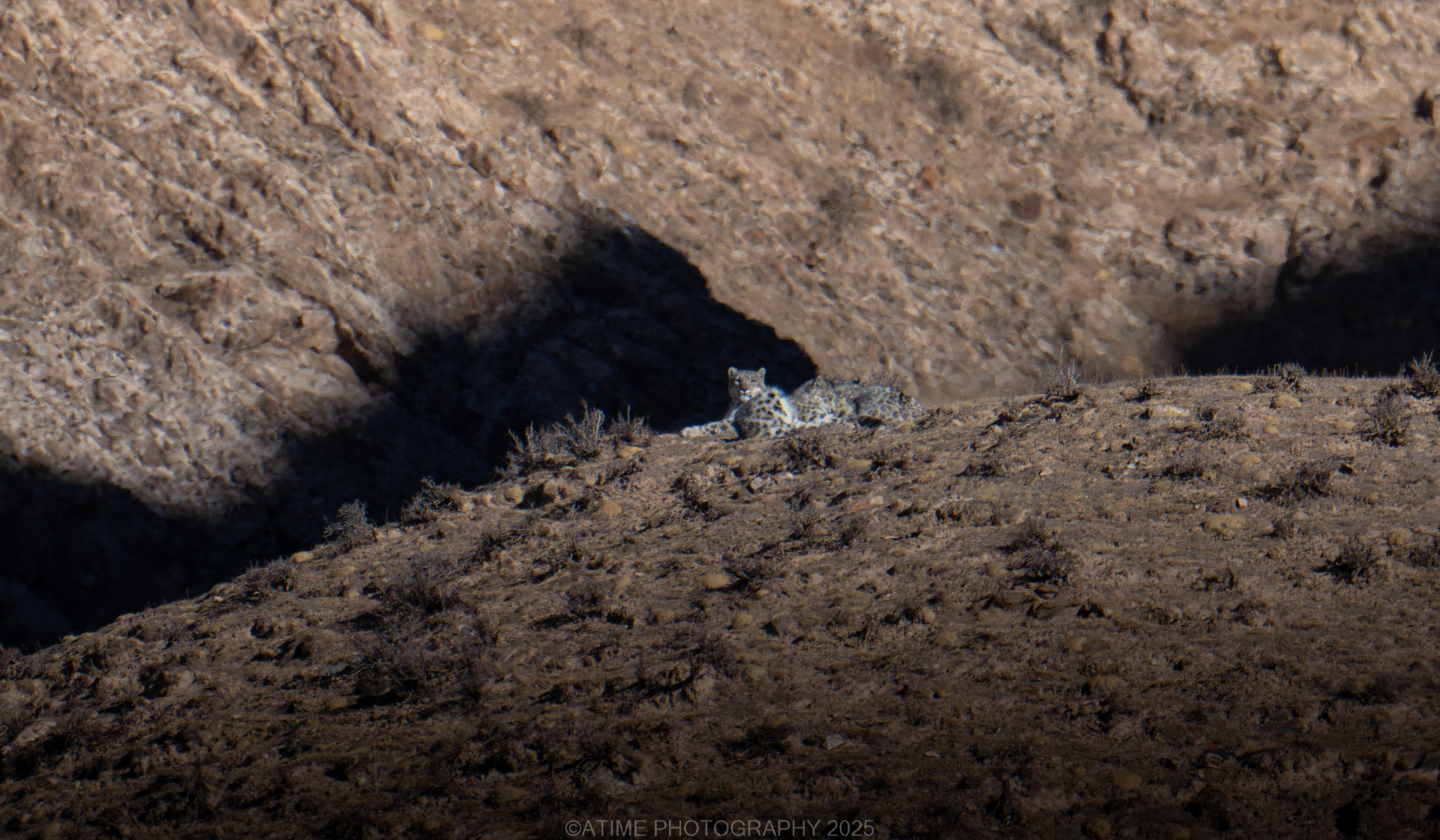 snow_leopards