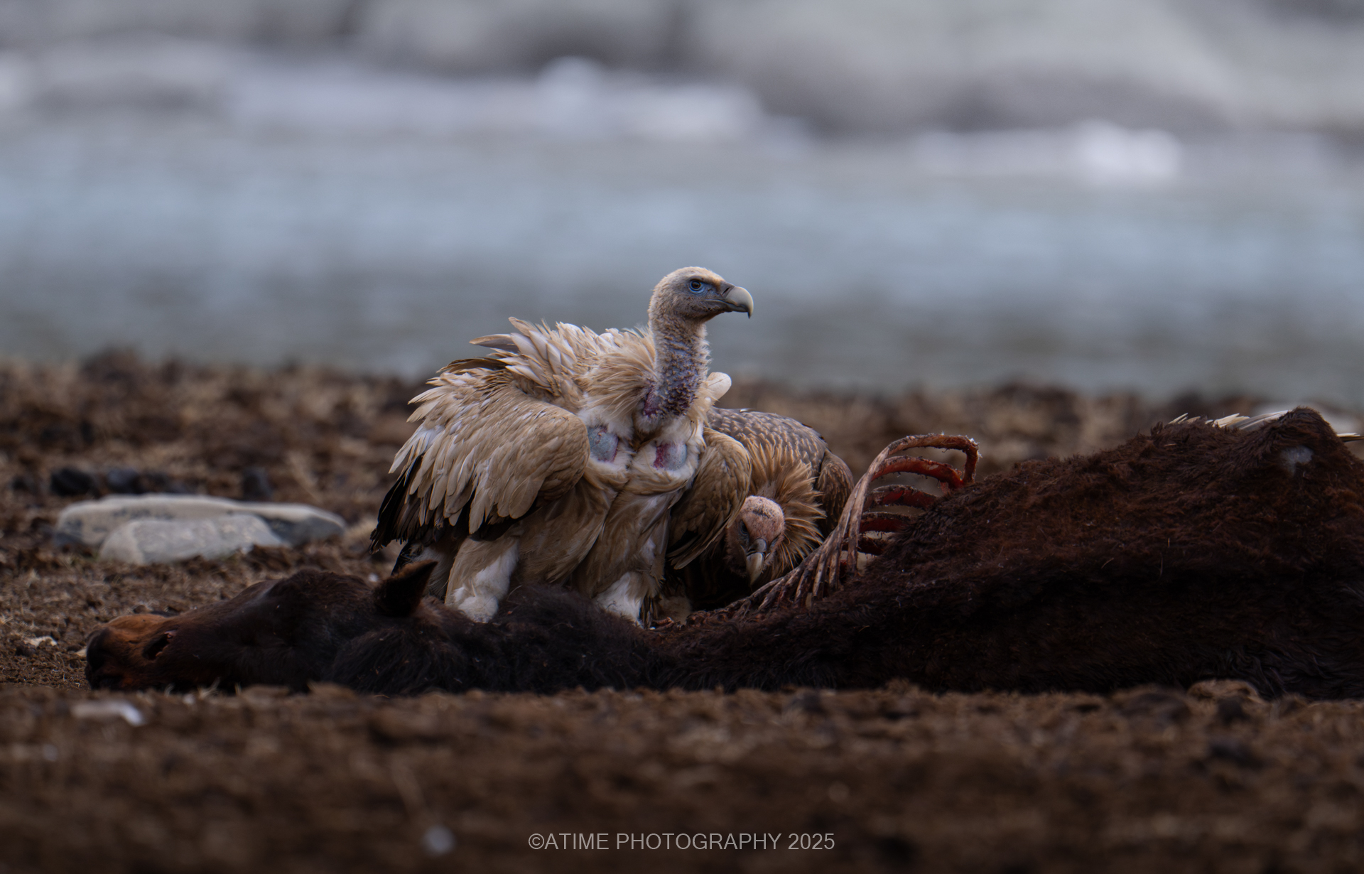 Dulan Wildlife Tour Report: Pallas’s Cats, Eurasian Lynx and Snow Leopards in Qinghai, China himalayan_vulture_dulan