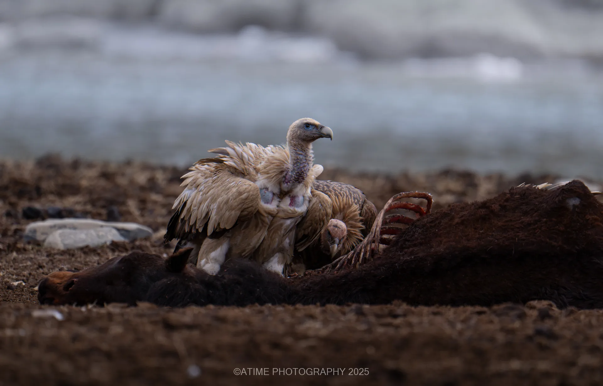 Dulan Wildlife Tour Report: Pallas’s Cats, Eurasian Lynx and Snow Leopards in Qinghai, China himalayan_vulture_dulan