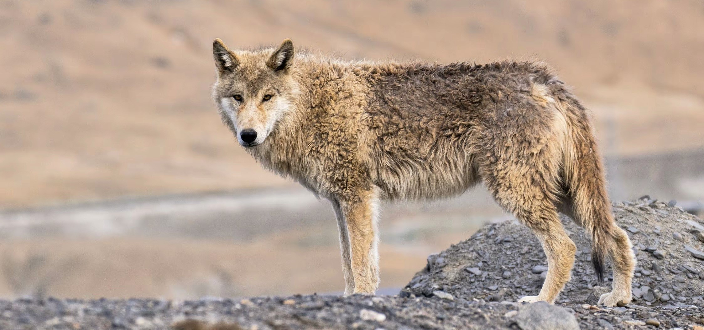 wolf