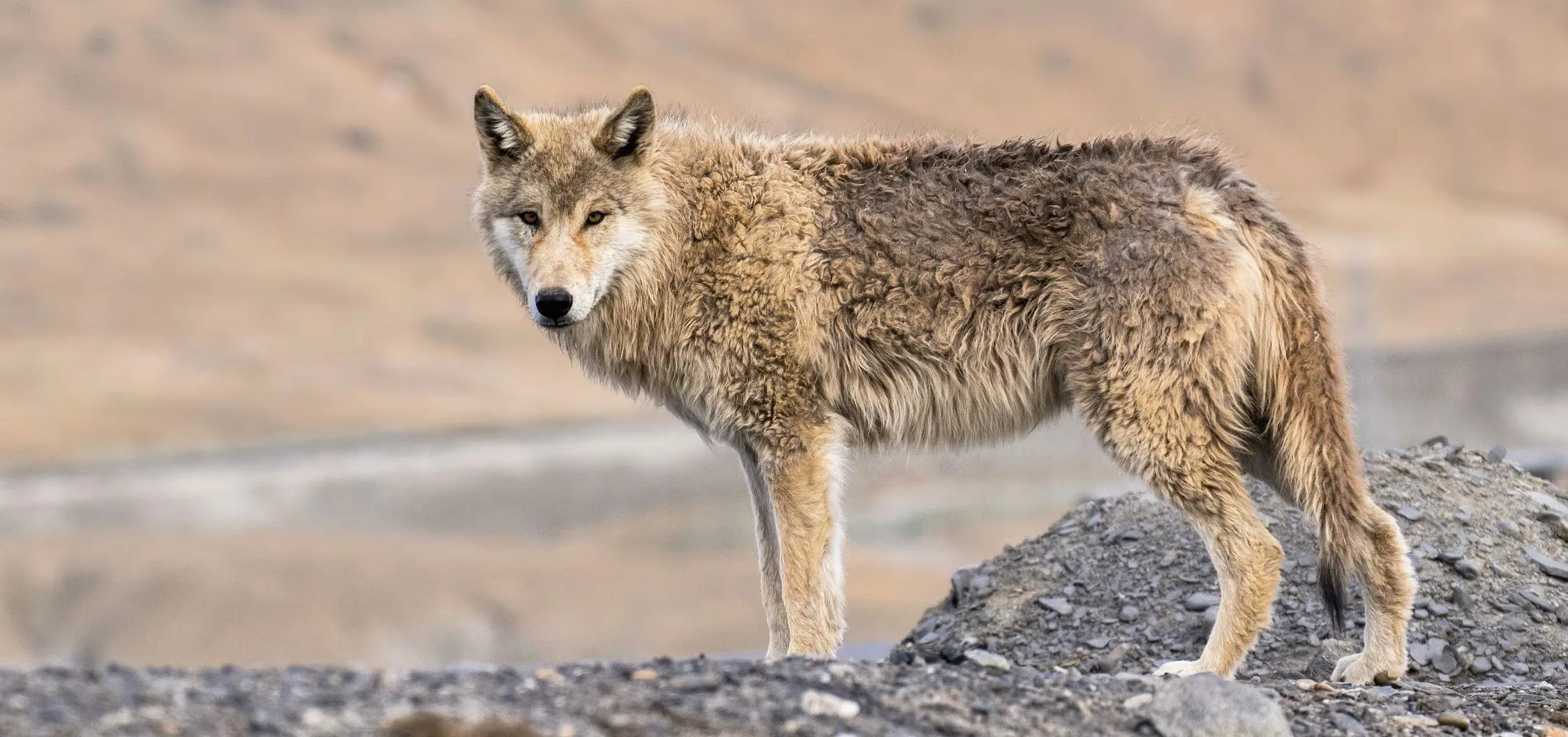China Qinghai Xialaxiu Town Snow Leopard Sightings Report wolf