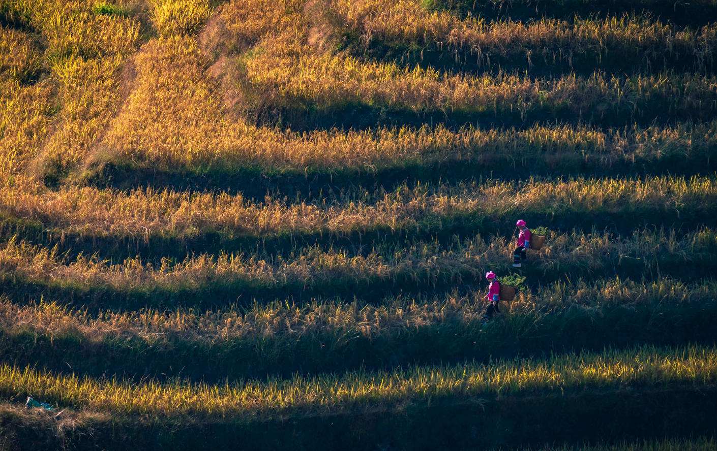 Farmers harvesting golden rice on terraced hillsides in autumn