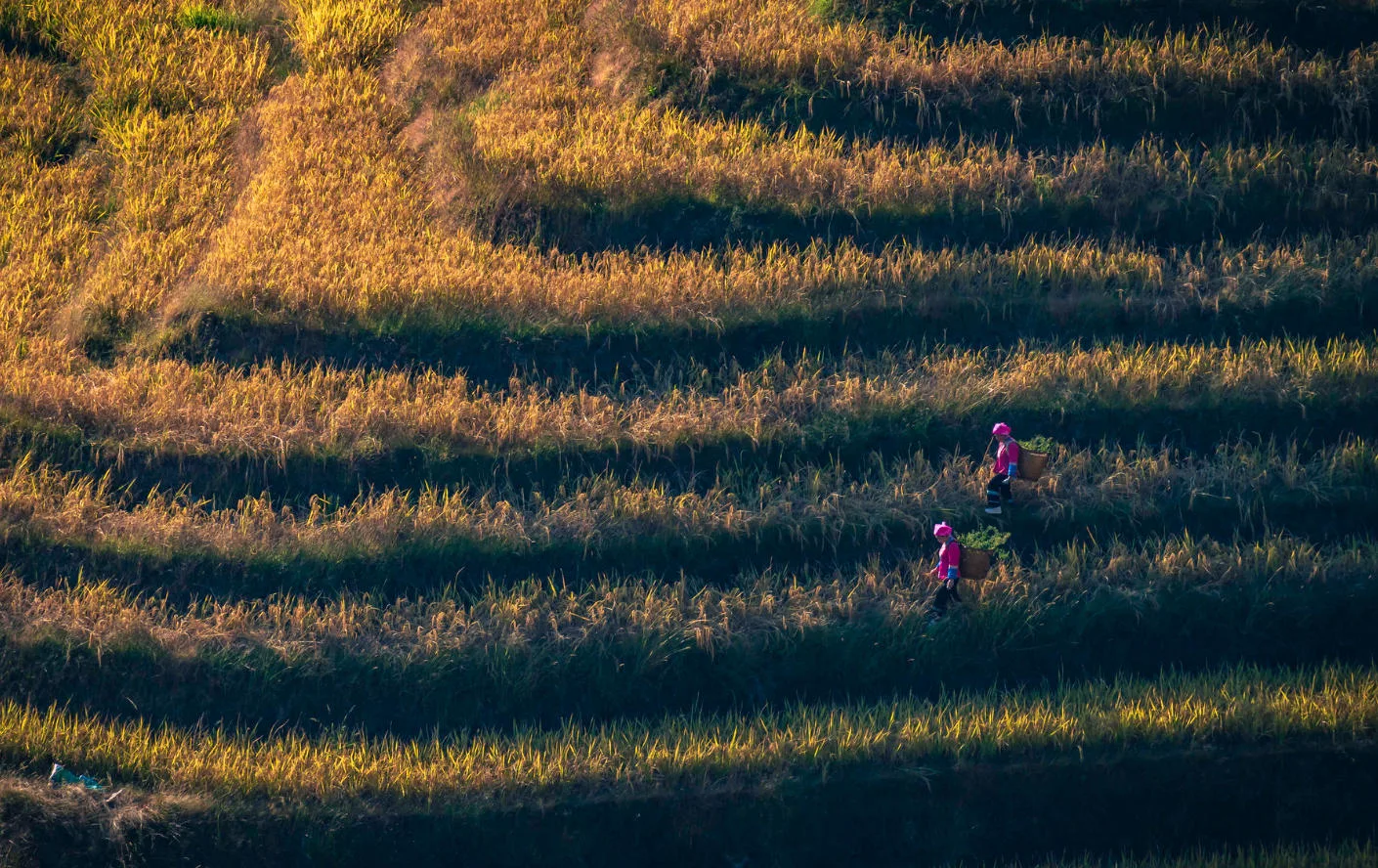 Farmers harvesting golden rice on terraced hillsides in autumn