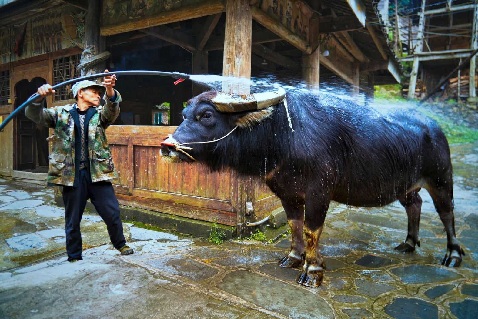 Villager Bathing a Water Buffalo