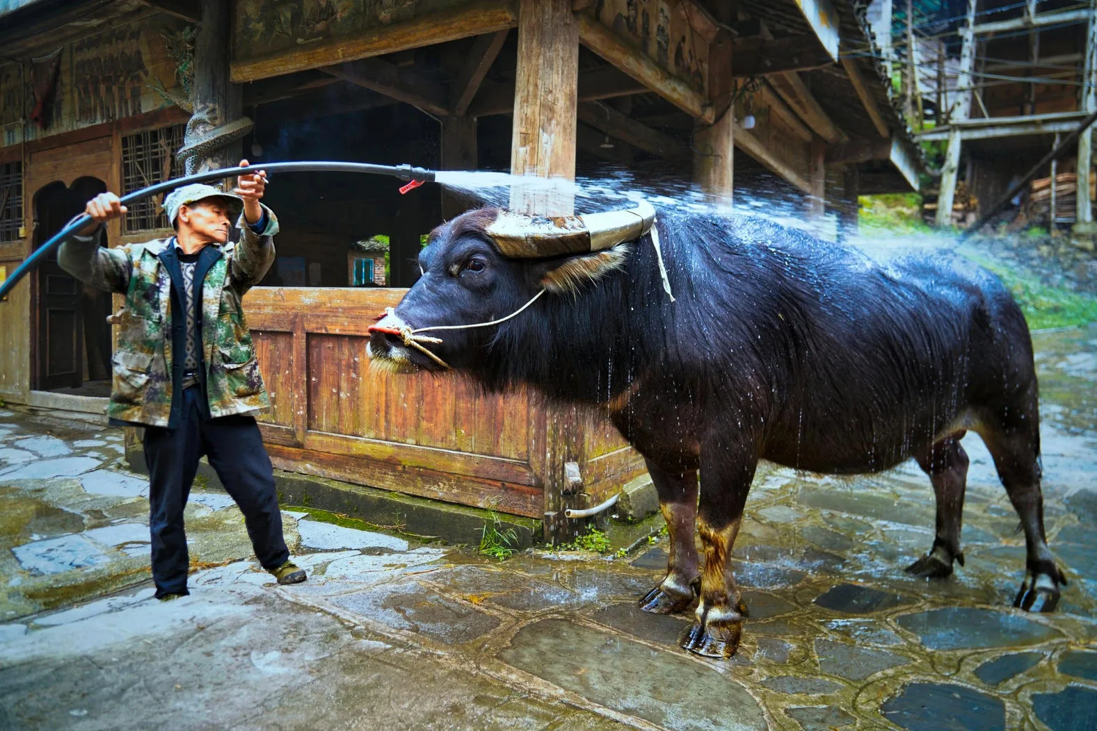 Huanggang Dong Village: One of the Best Dong Villages to Visit in Guizhou Villager Bathing a Water Buffalo
