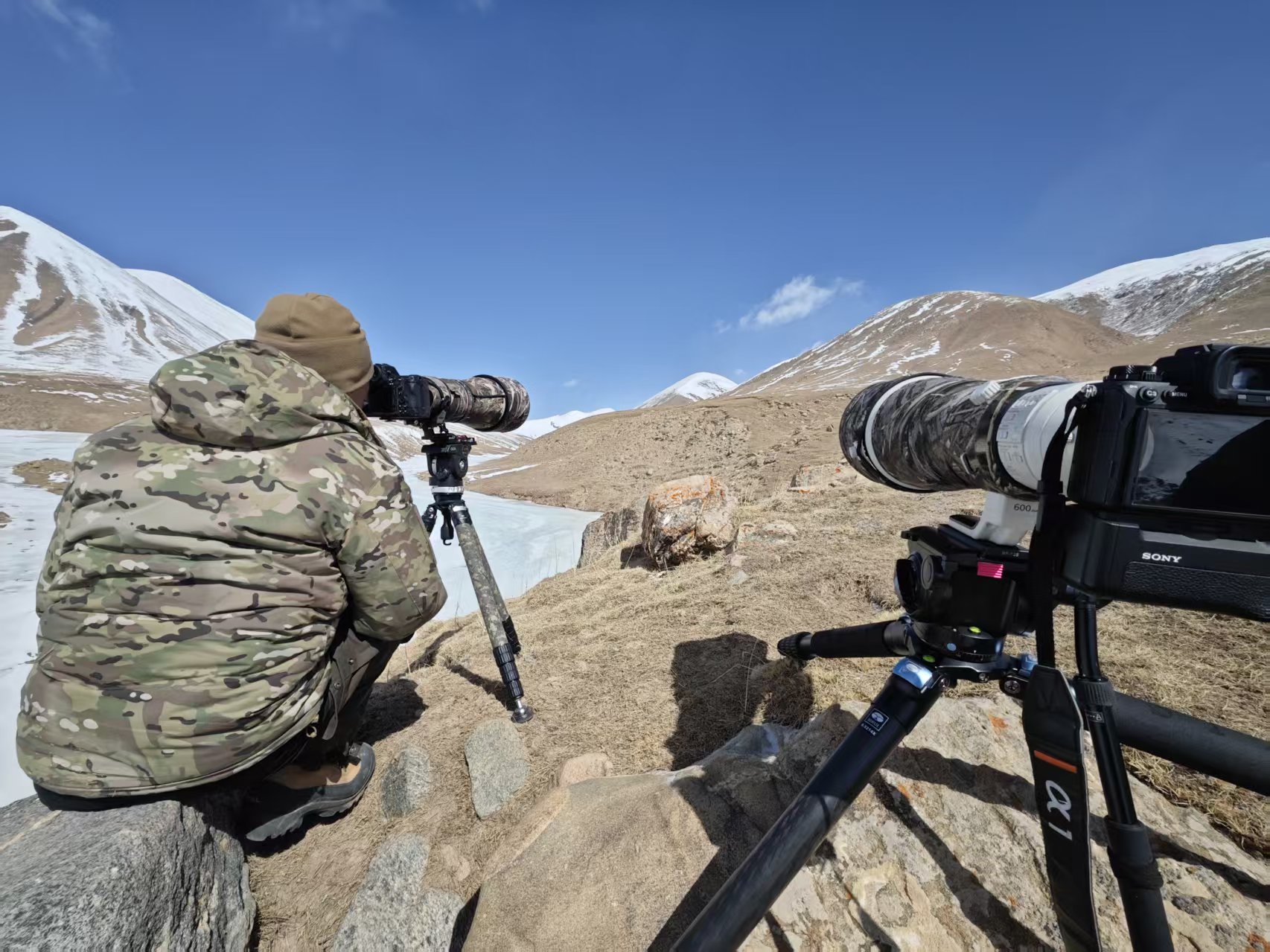 Dulan Wildlife Tour Report: Pallas’s Cats, Eurasian Lynx and Snow Leopards in Qinghai, China observing_wildlife