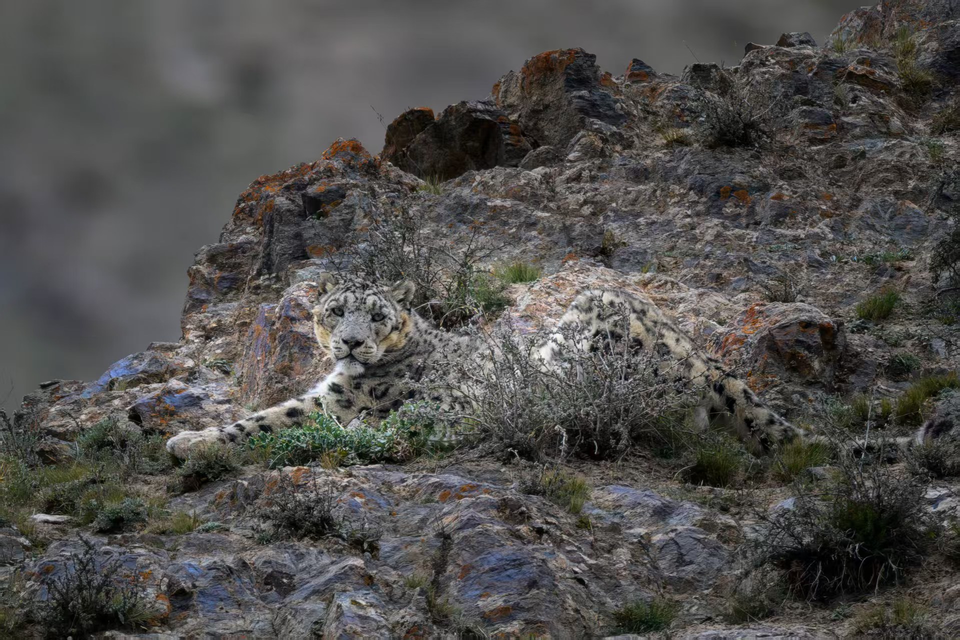 snow leopard in dulan